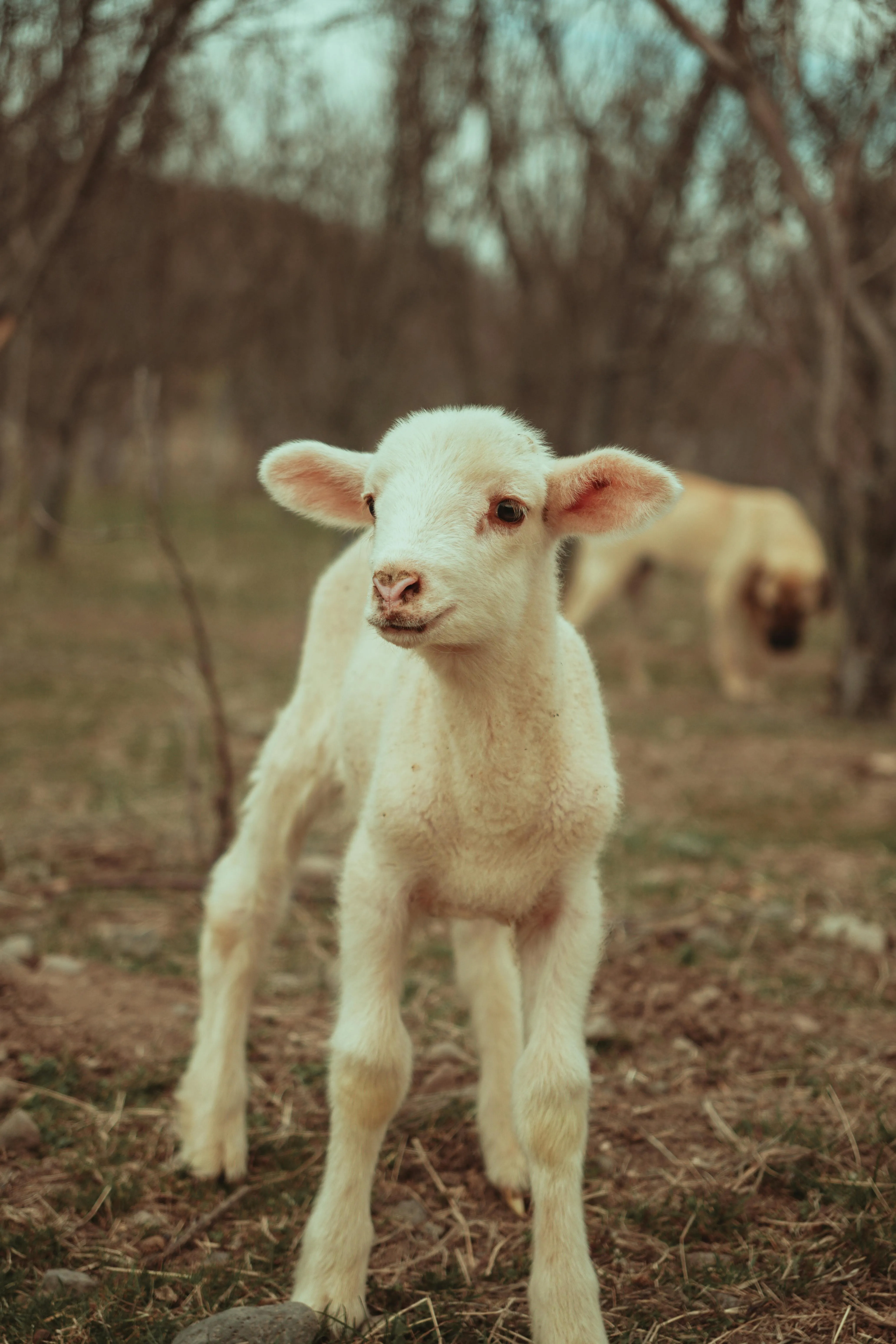 Adorable Lamb in Tranquil Pastoral Setting · Free