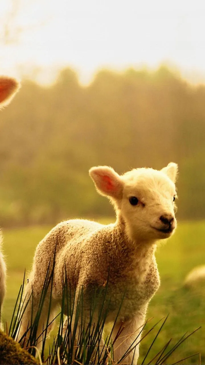 Sheep Wallpaper Full HD 79351