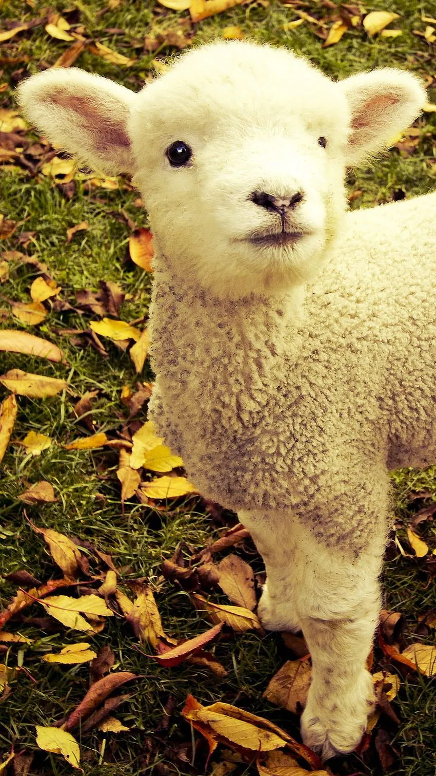 Sheep iPhone HD phone wallpaper