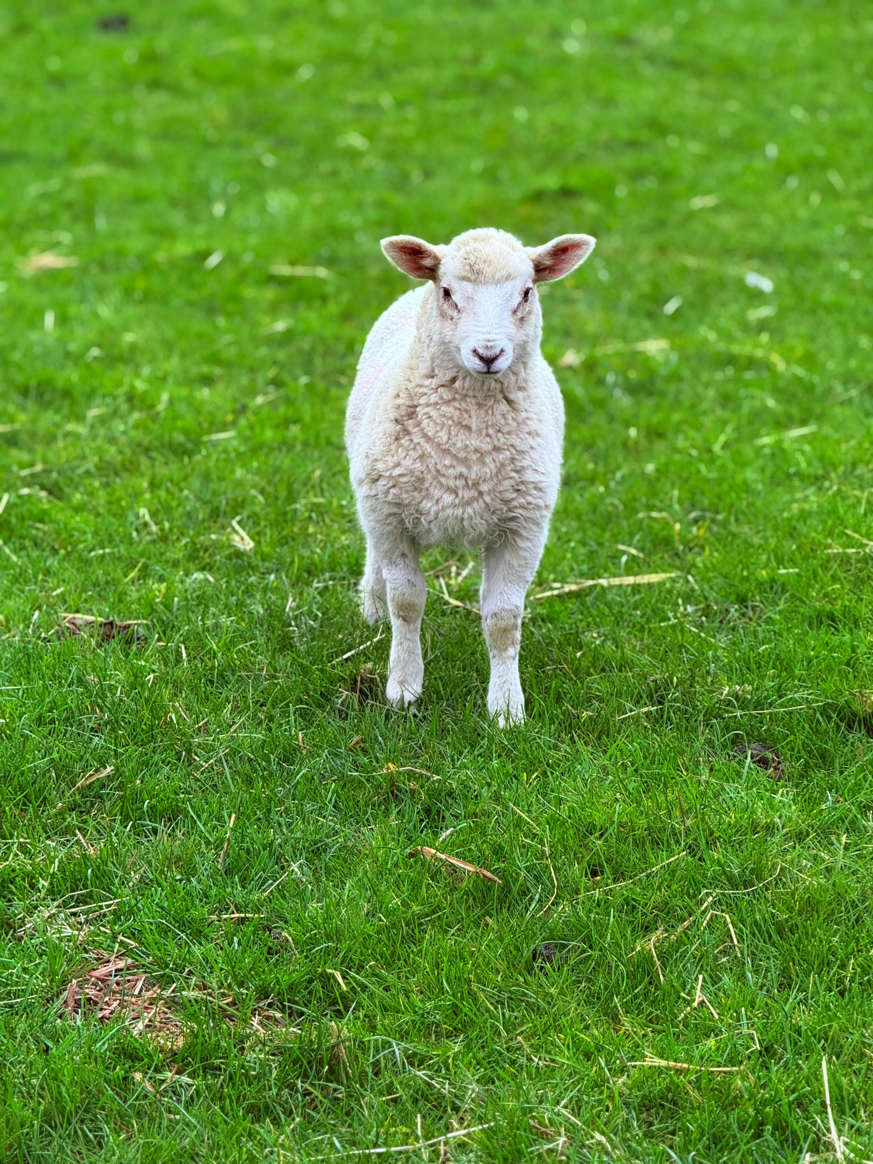 Cute Lamb in Meadow · Free