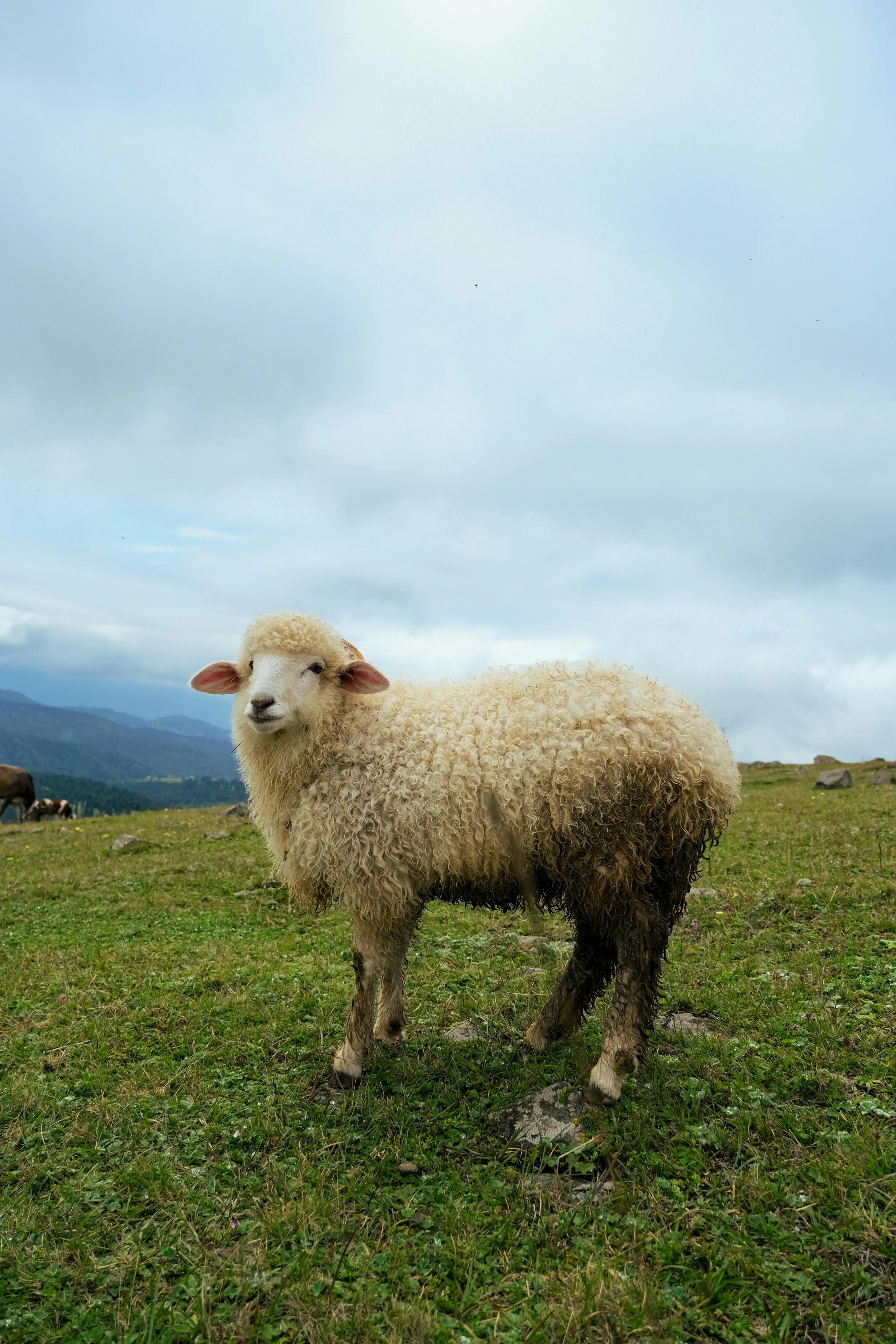 Blue Sheep Photo, Download The BEST Free Blue Sheep & HD Image