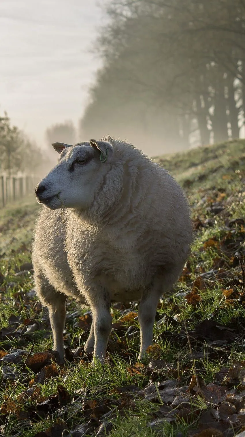 Sheep Background. Background HD phone wallpaper