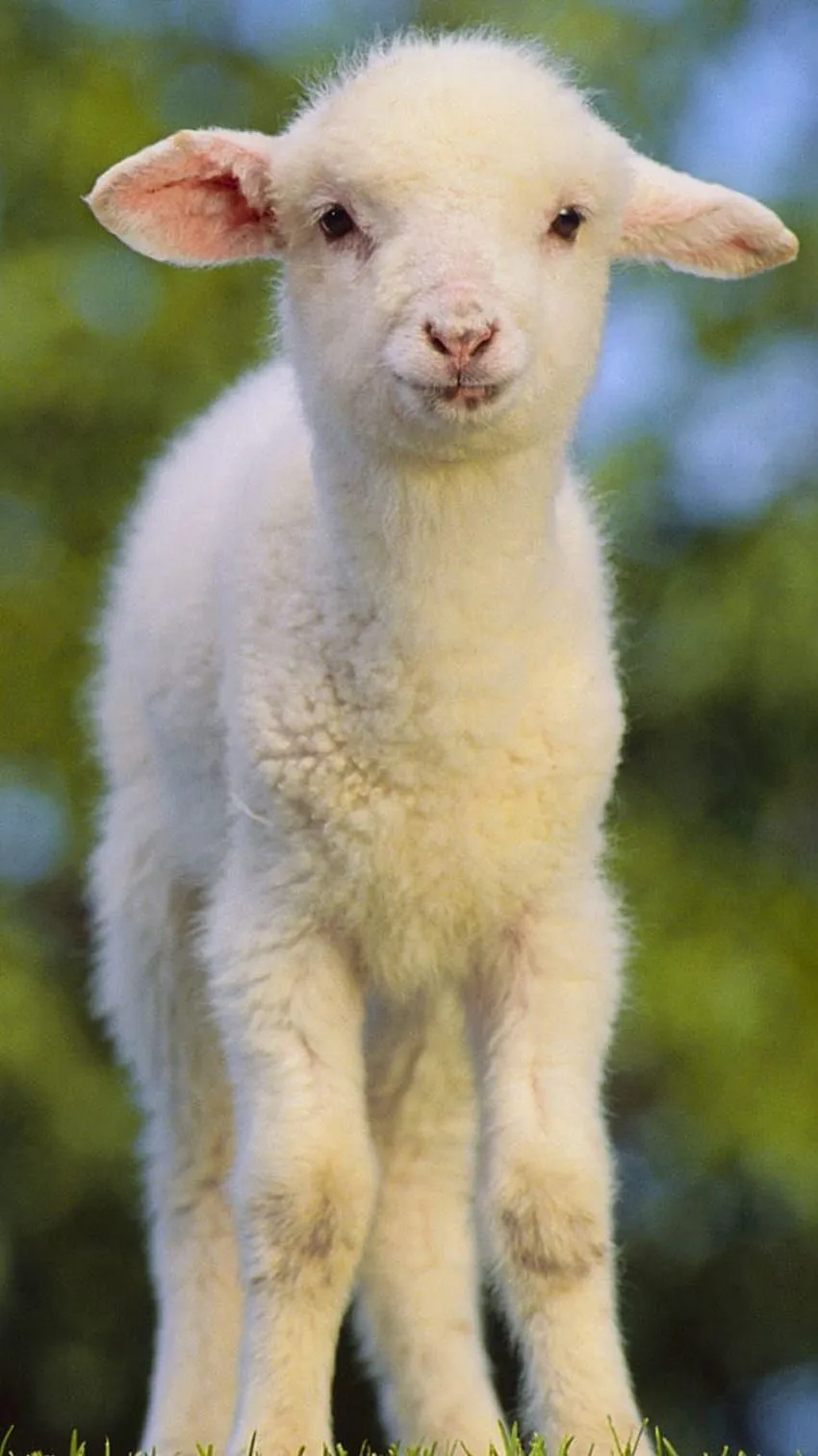 Little sheep iPhone 6. iPhone 6. Animals beautiful, Animals, Baby sheep HD phone wallpaper