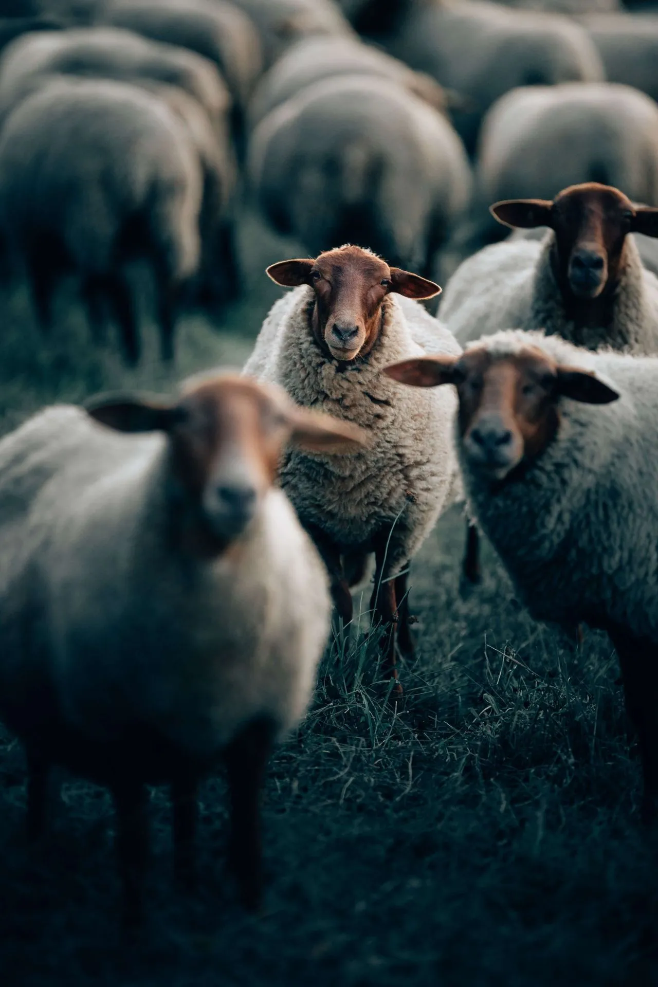 Sheep Wallpaper, HD Sheep Background on WallpaperBat