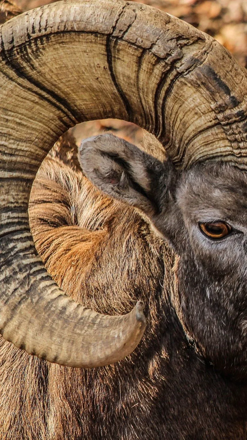 Bighorn Ram, Male, Horns, Rocky Mountain Bighorn Sheep. iPhone. s. iPhone, iPad for HD phone wallpaper