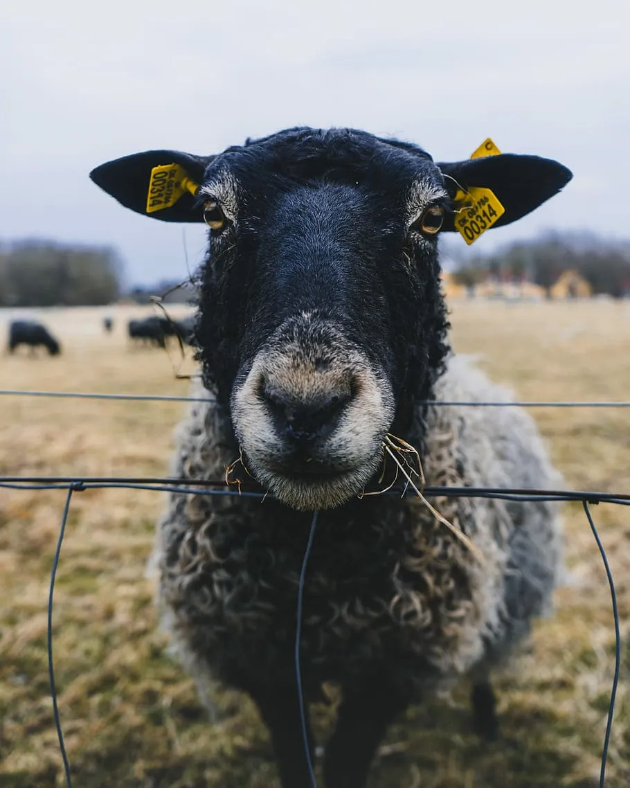 sheep with lamb 1080P, 2K, 4K, 5K HD wallpaper free download, sort