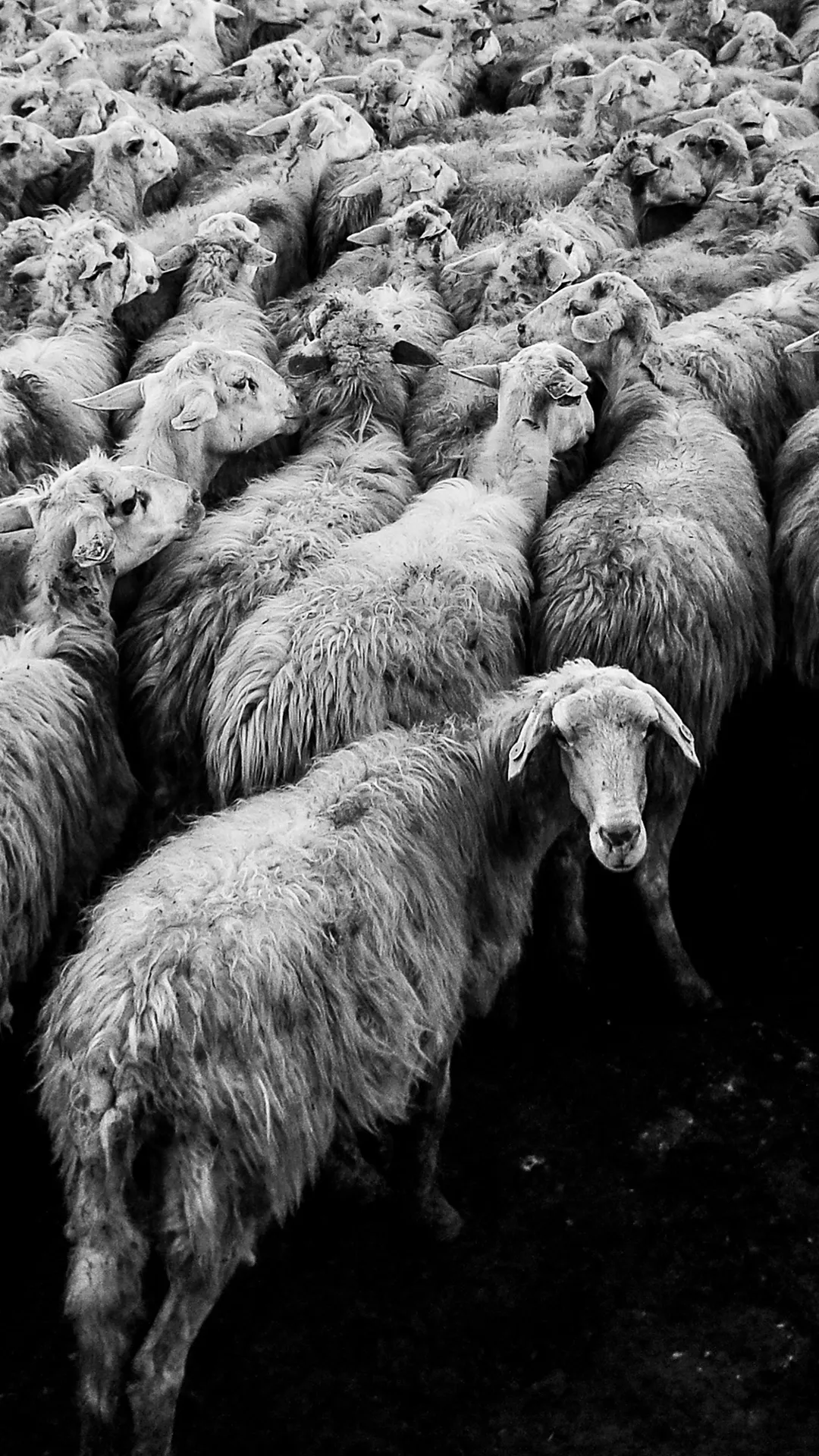 Sheeple Phone Background Wallpaper