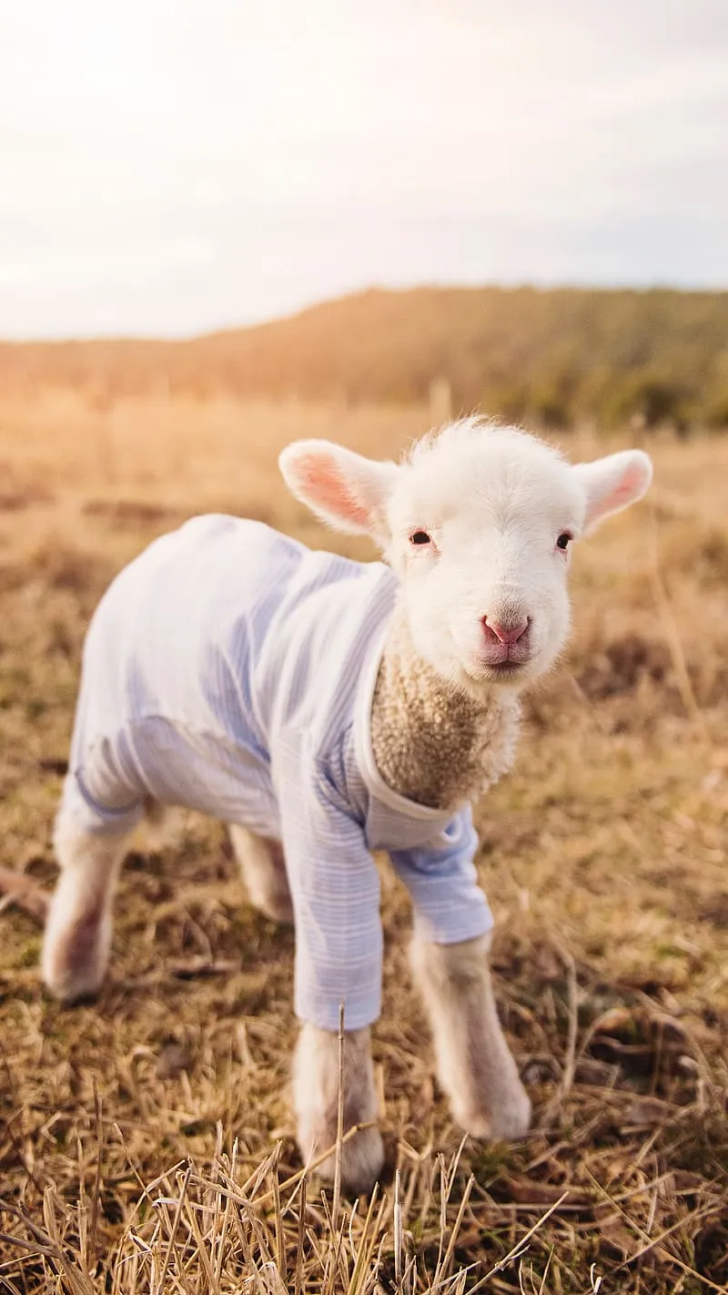 HD baby lamb wallpaper