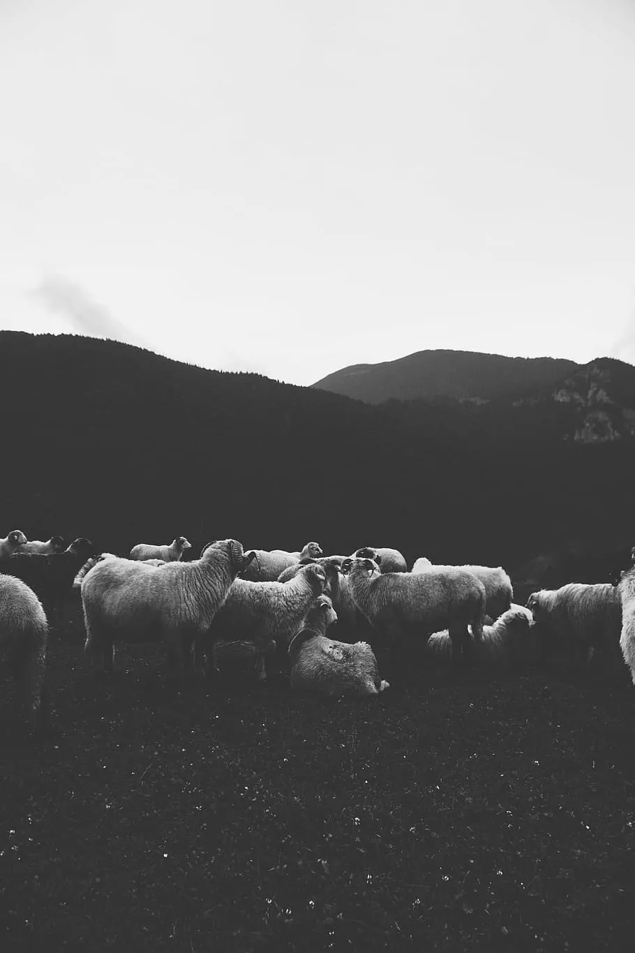 Black Sheep 1080P, 2K, 4K, 5K HD wallpaper free download, sort