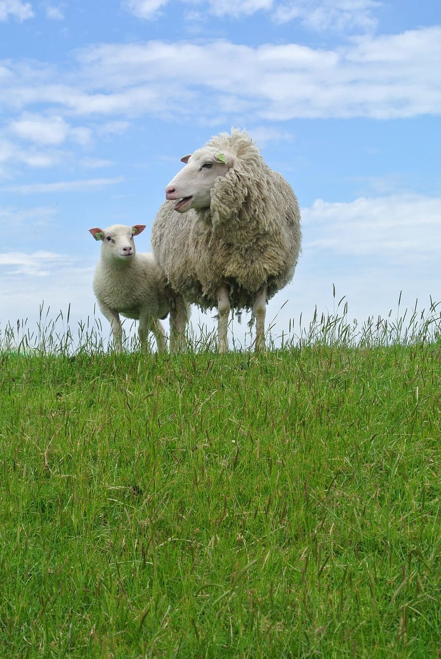 Texel sheep 1080P, 2K, 4K, 5K HD wallpaper free download