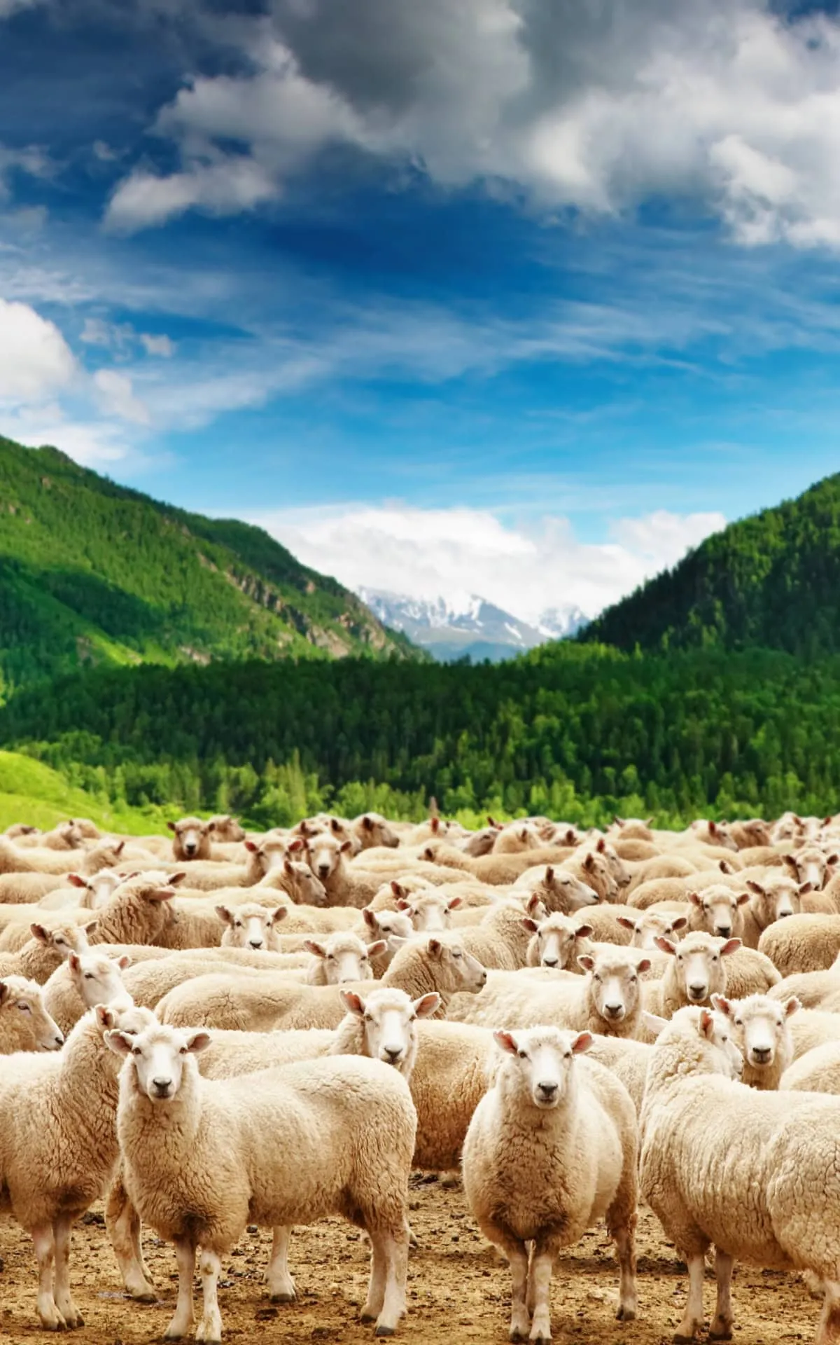 Sheep Wallpaper Designs for Your Home Decor