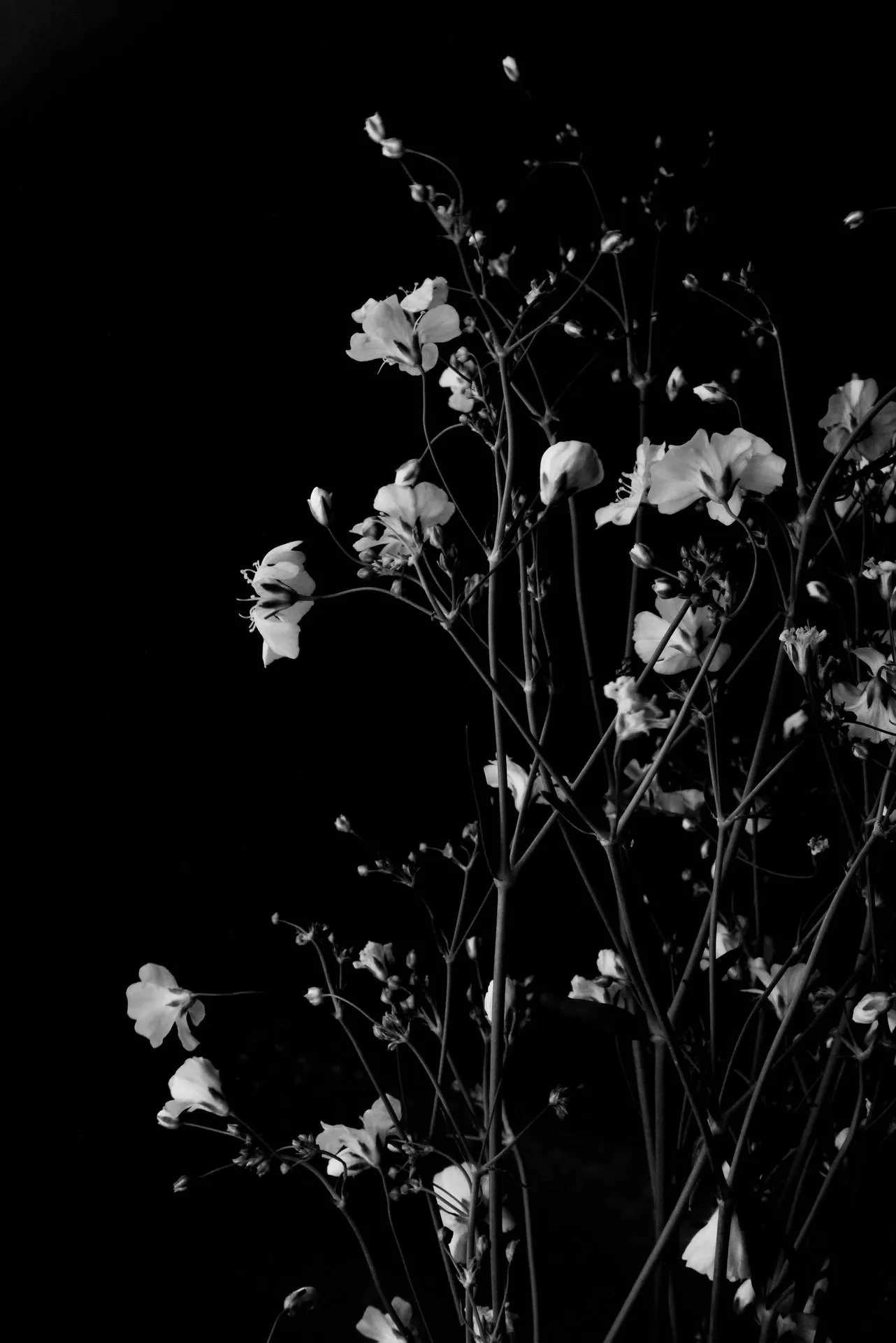 Download Dark HD Flowers Monochrome Phone Wallpaper