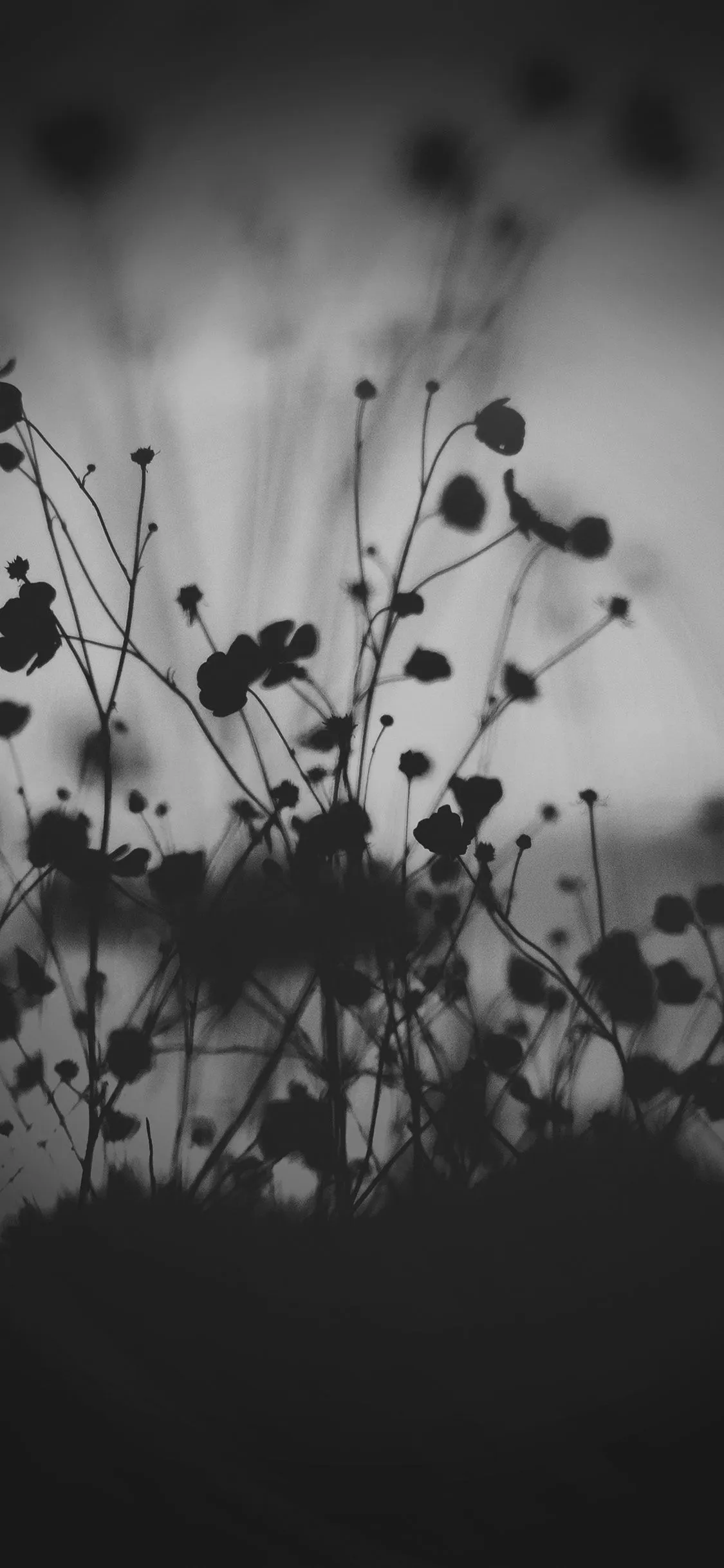 iPhone X wallpaper. night nature flower sunset black dark bw