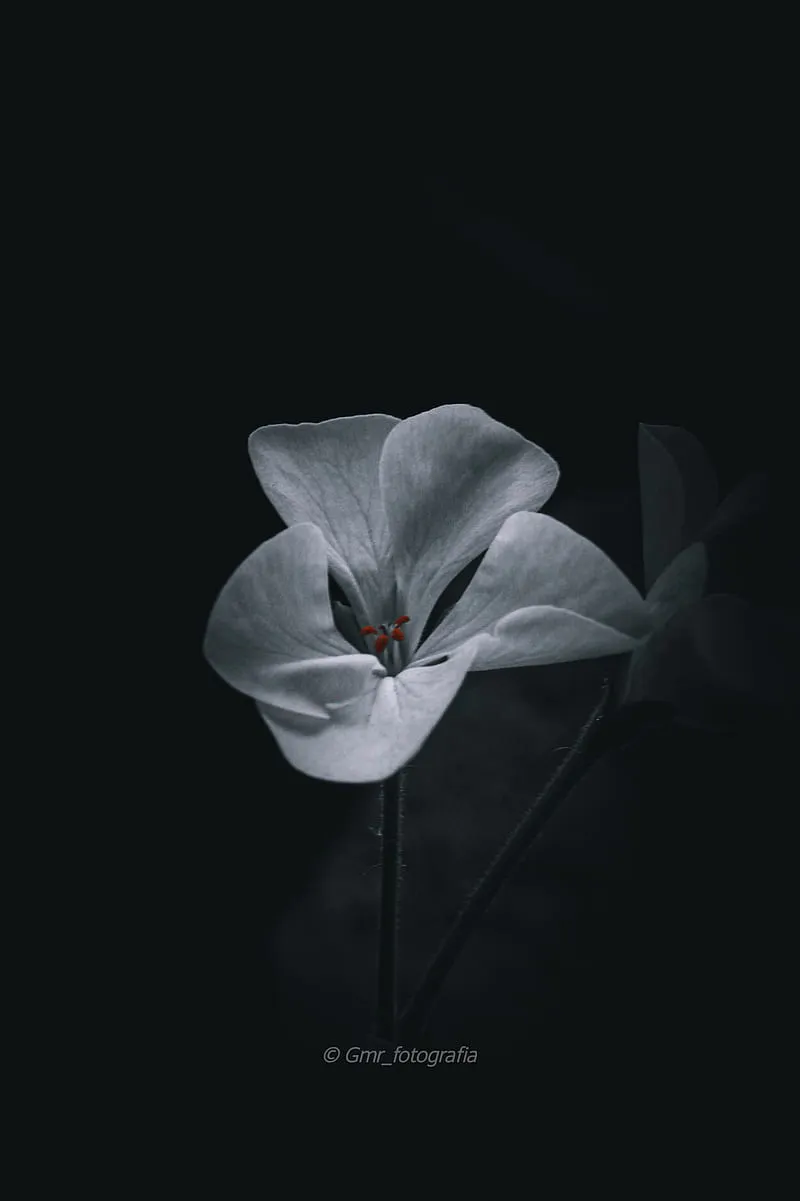 Flower, black, flowers, HD phone wallpaper