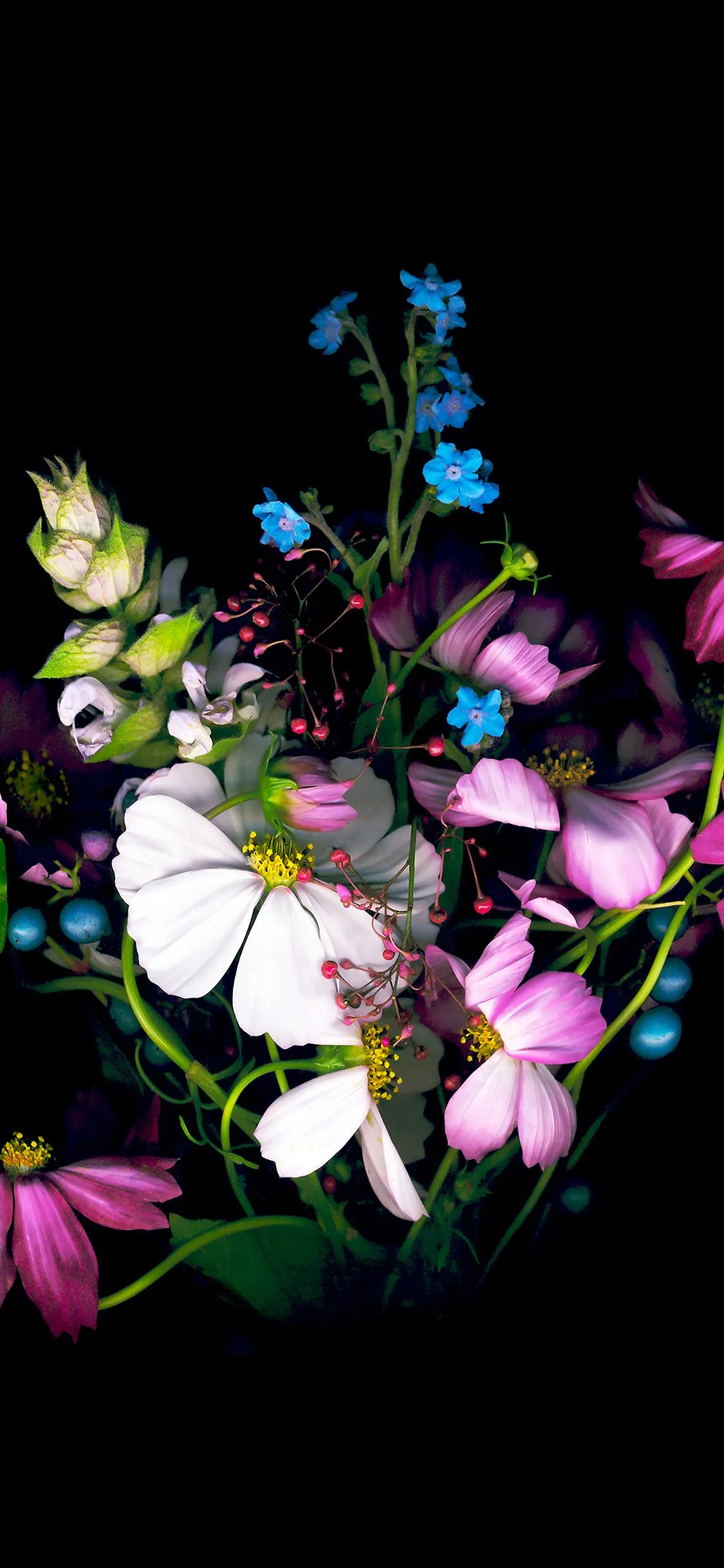 iPhoneXpapers apple ios8 iphone6 dark flower