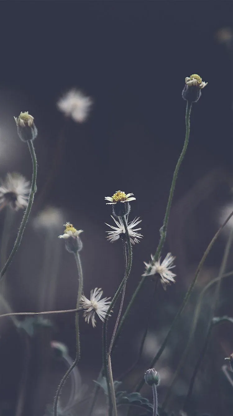Flower Dark Bokeh Nature iPhone 8 Wallpaper Free Download