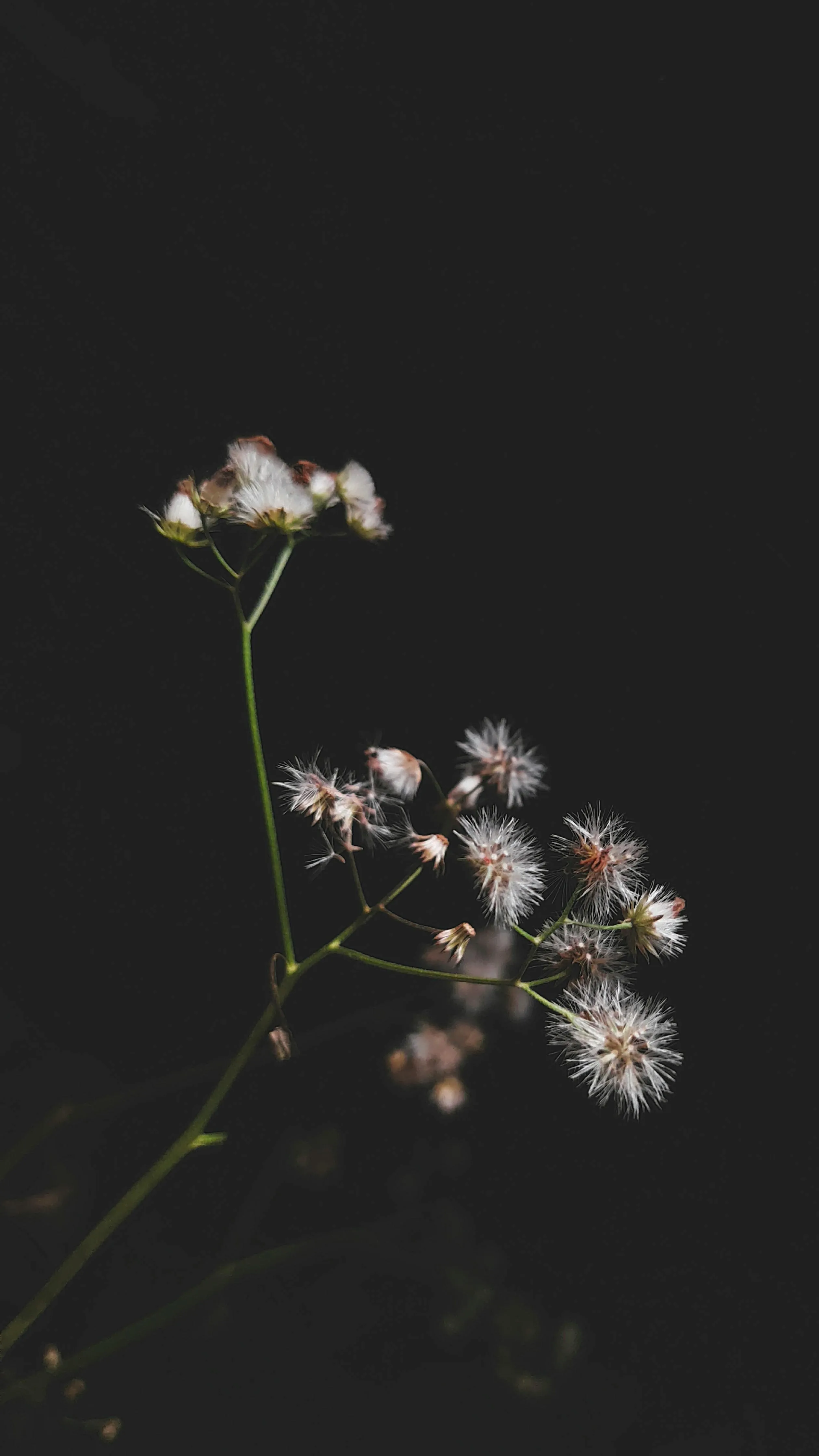 White Flower in Black Background · Free