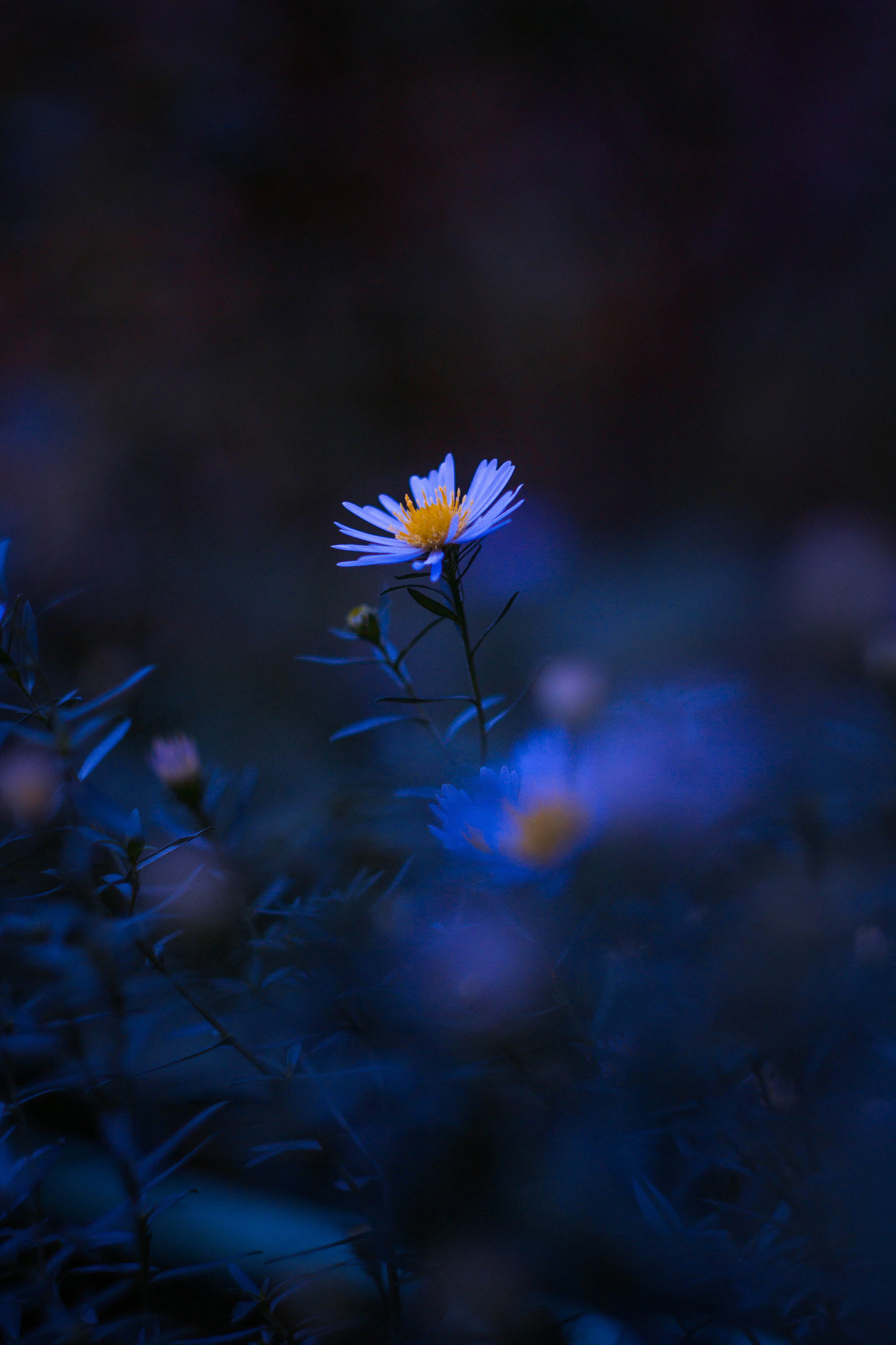 Dark Flower Picture. Download Free Image