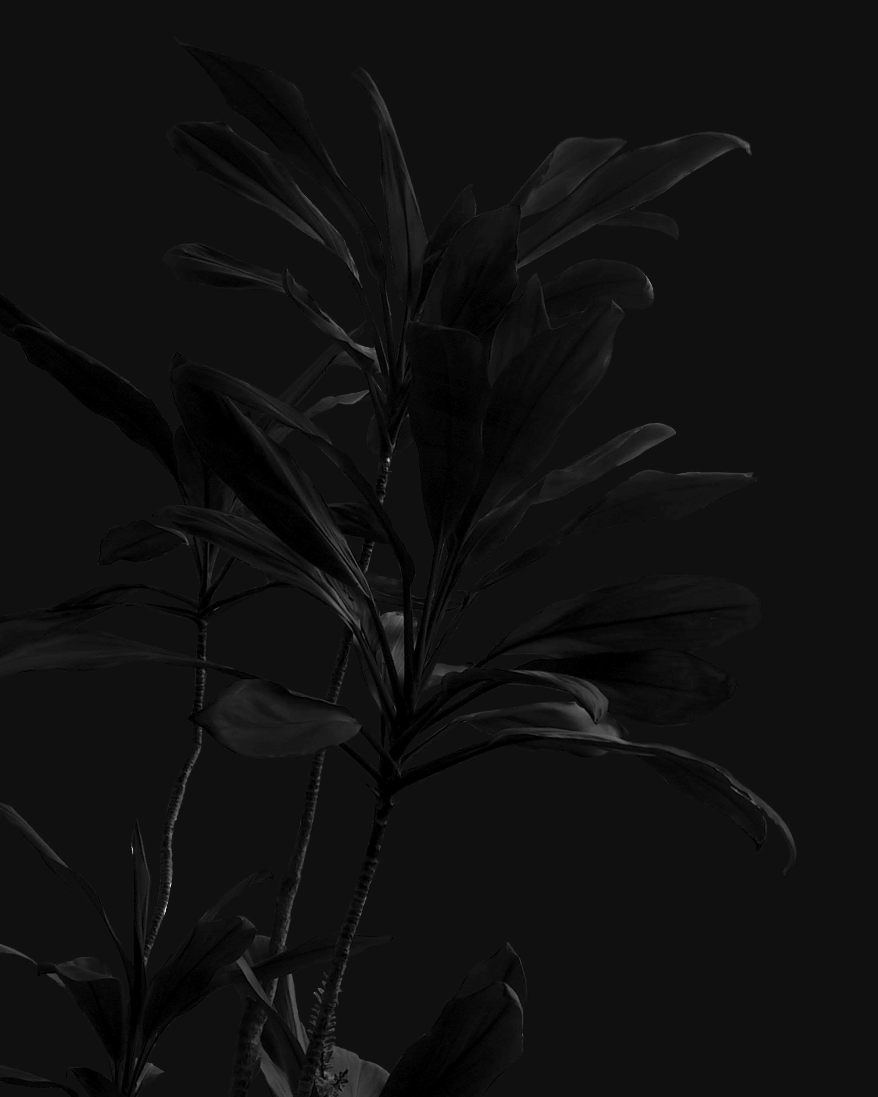 Black Flowers Picture. Download Free Image