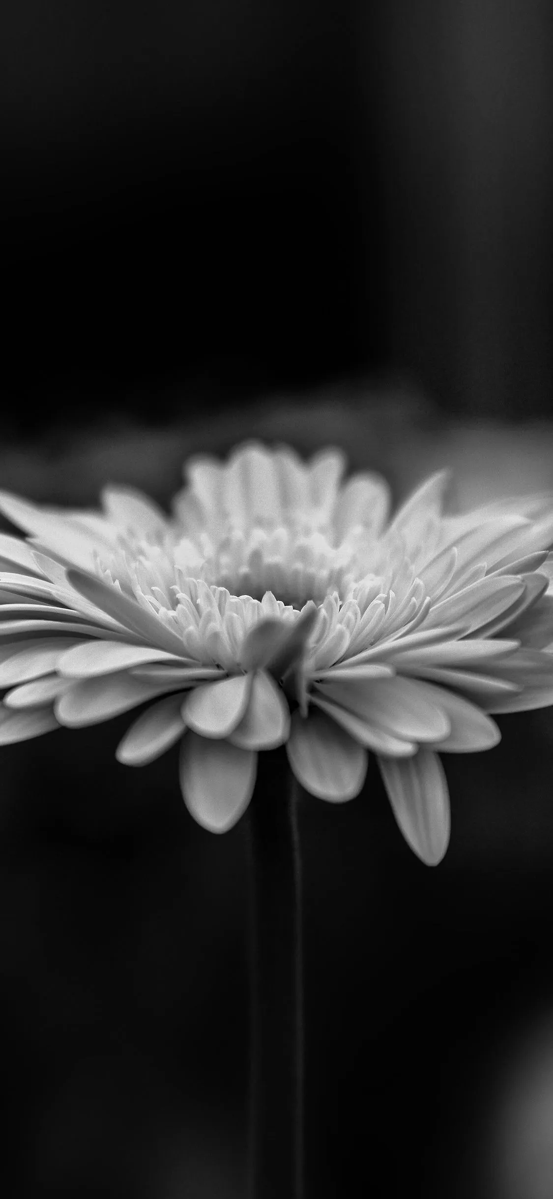 iPhone X wallpaper. flower calm nature bw dark