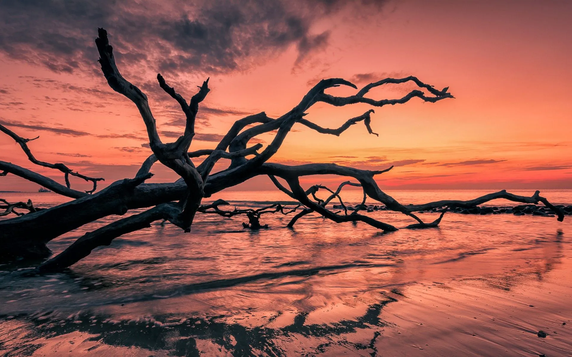Sunset Red Sky Sea Beach Cial Tree Branches Beautiful HD Wallpaper 4709 1920x1200