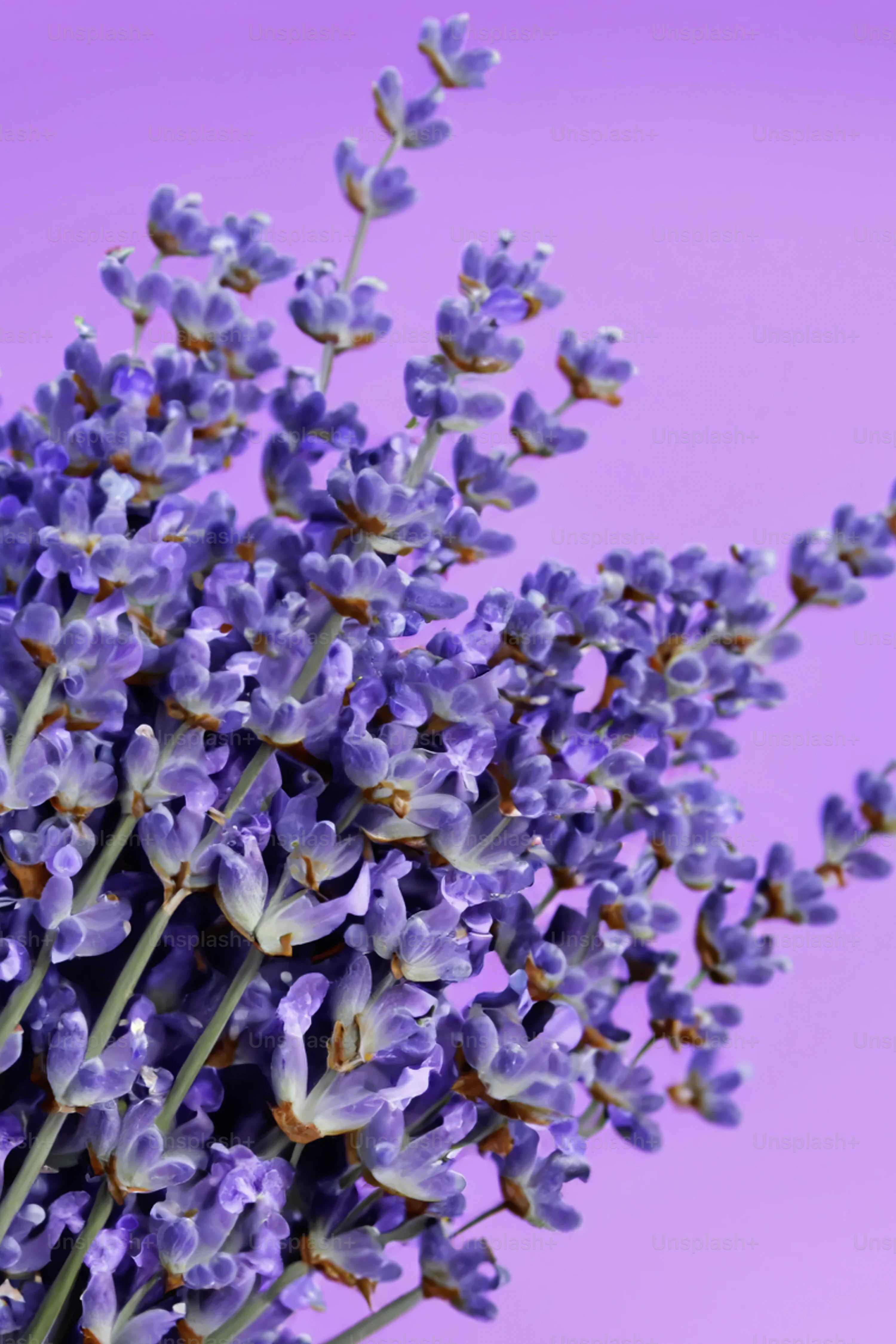 Purple Flower Picture. Download Free Image