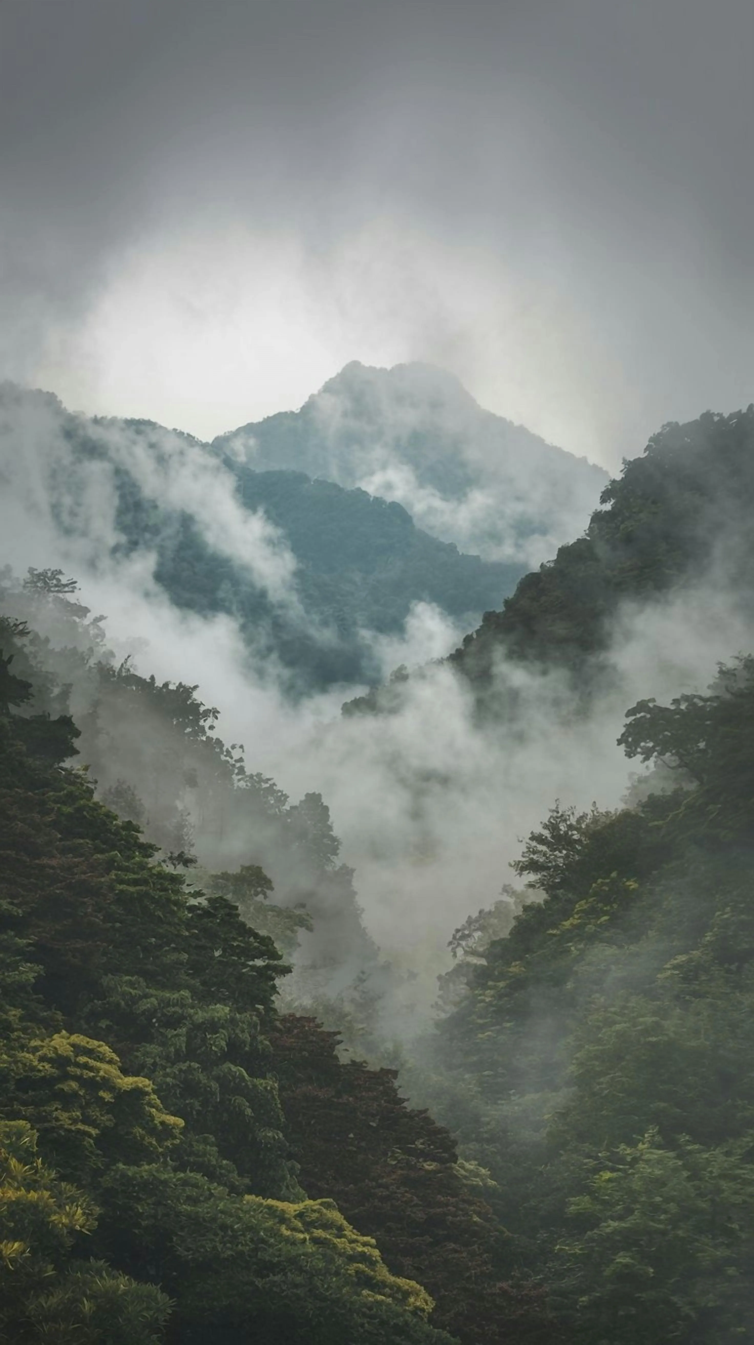 Misty Mountain Forest with Dramatic Fog · Free