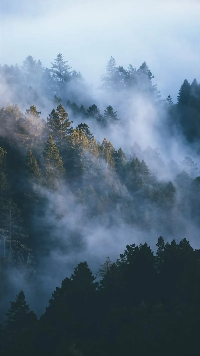 Misty Forest, trees, clouds, sky, , bonito, nature, mountains, fog, HD phone wallpaper