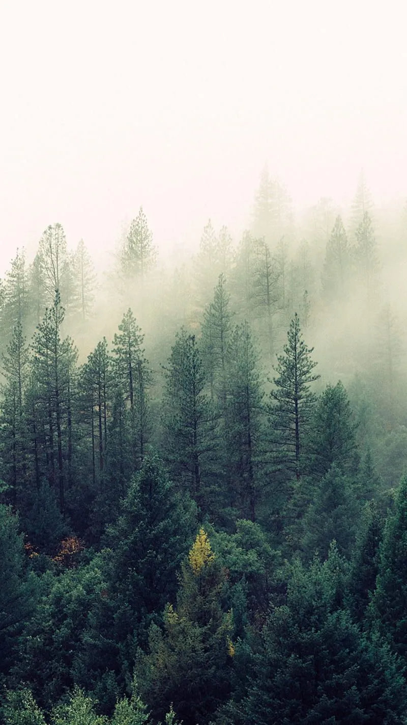 Misty Forest, forest, pine, HD phone wallpaper
