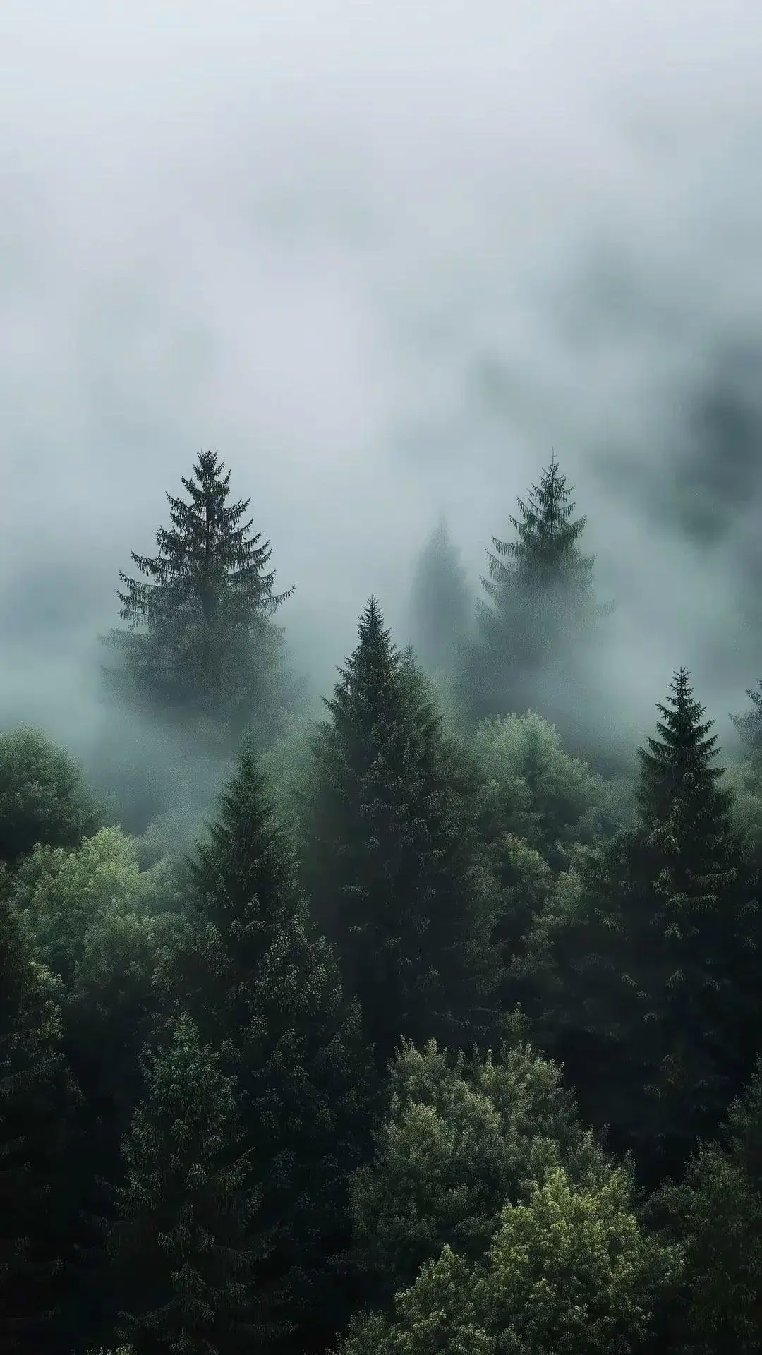 Most Popular Forest Misty Wallpaper