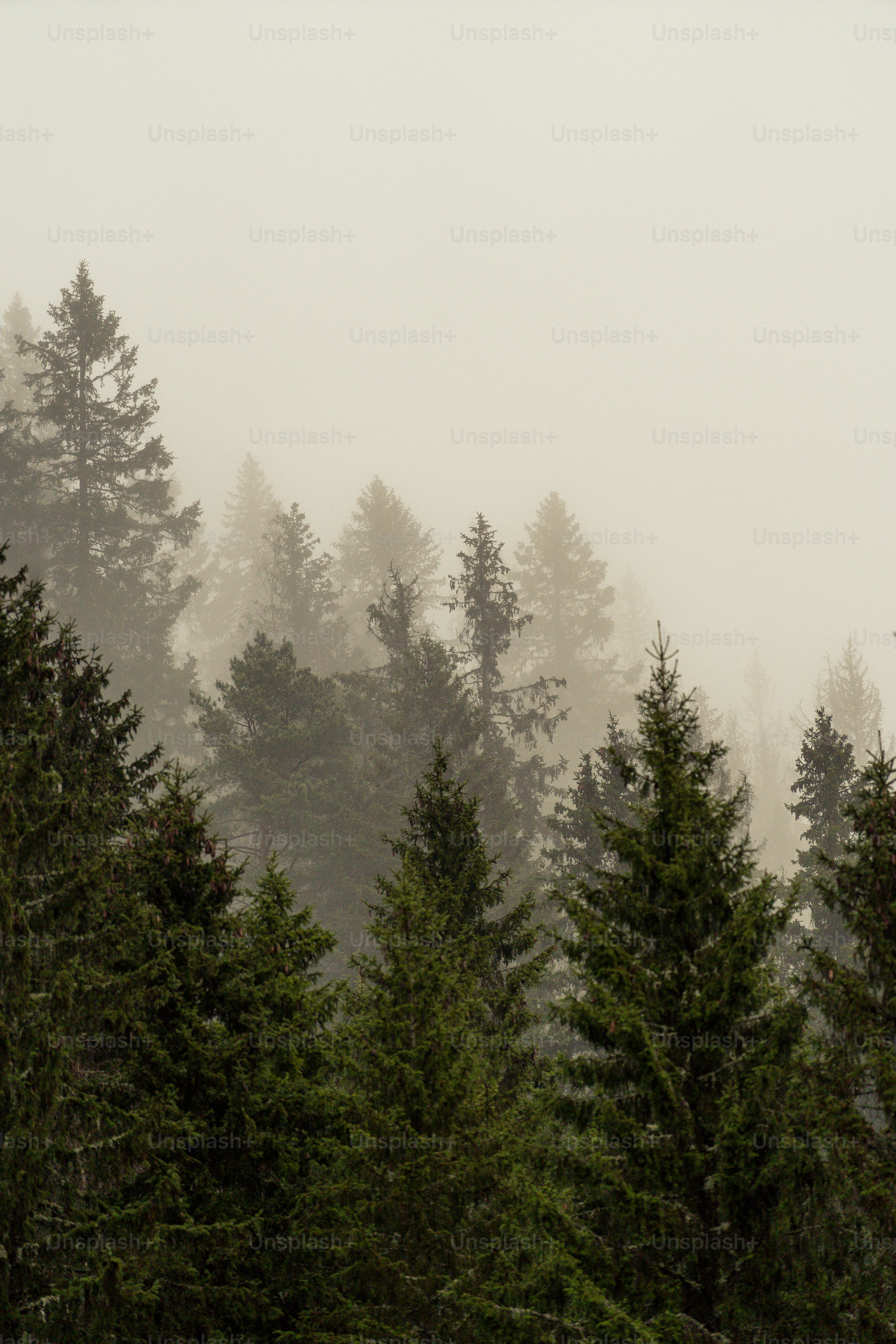 Forest Foggy Picture. Download Free Image