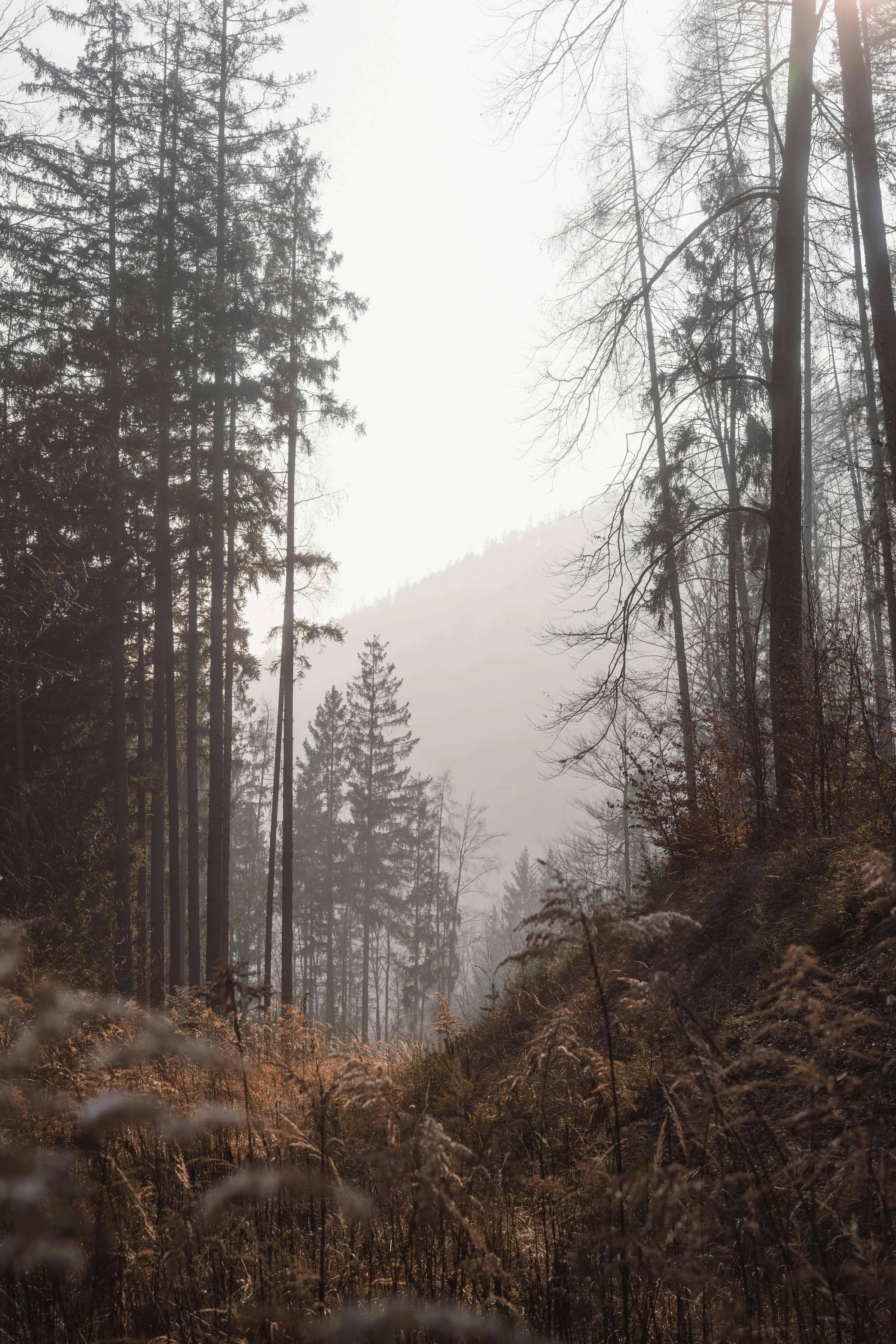 Misty Forest Pathway in Serene Morning Light · Free
