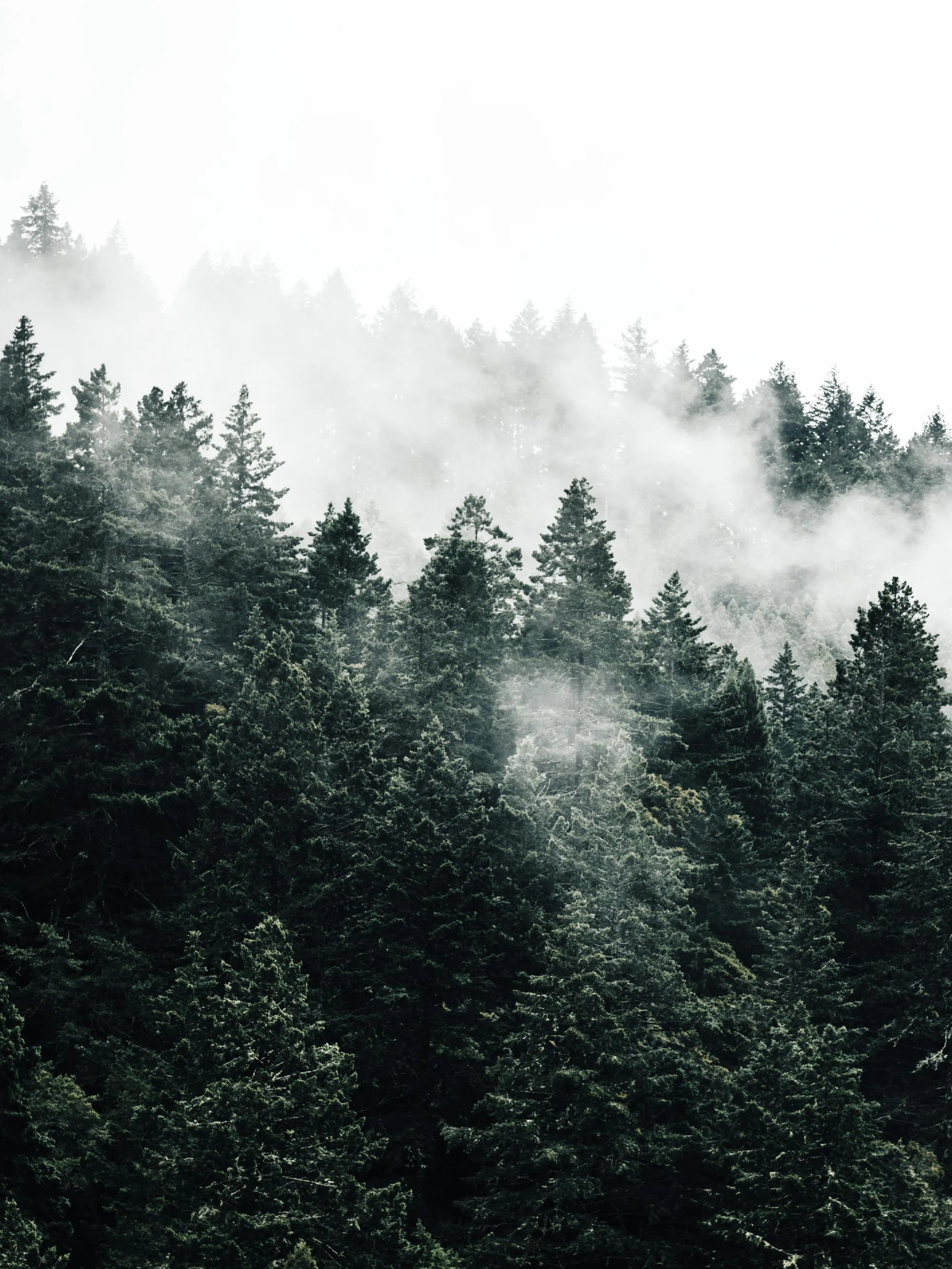 Misty Forest Poster with Nature Photography. Poster Store CA