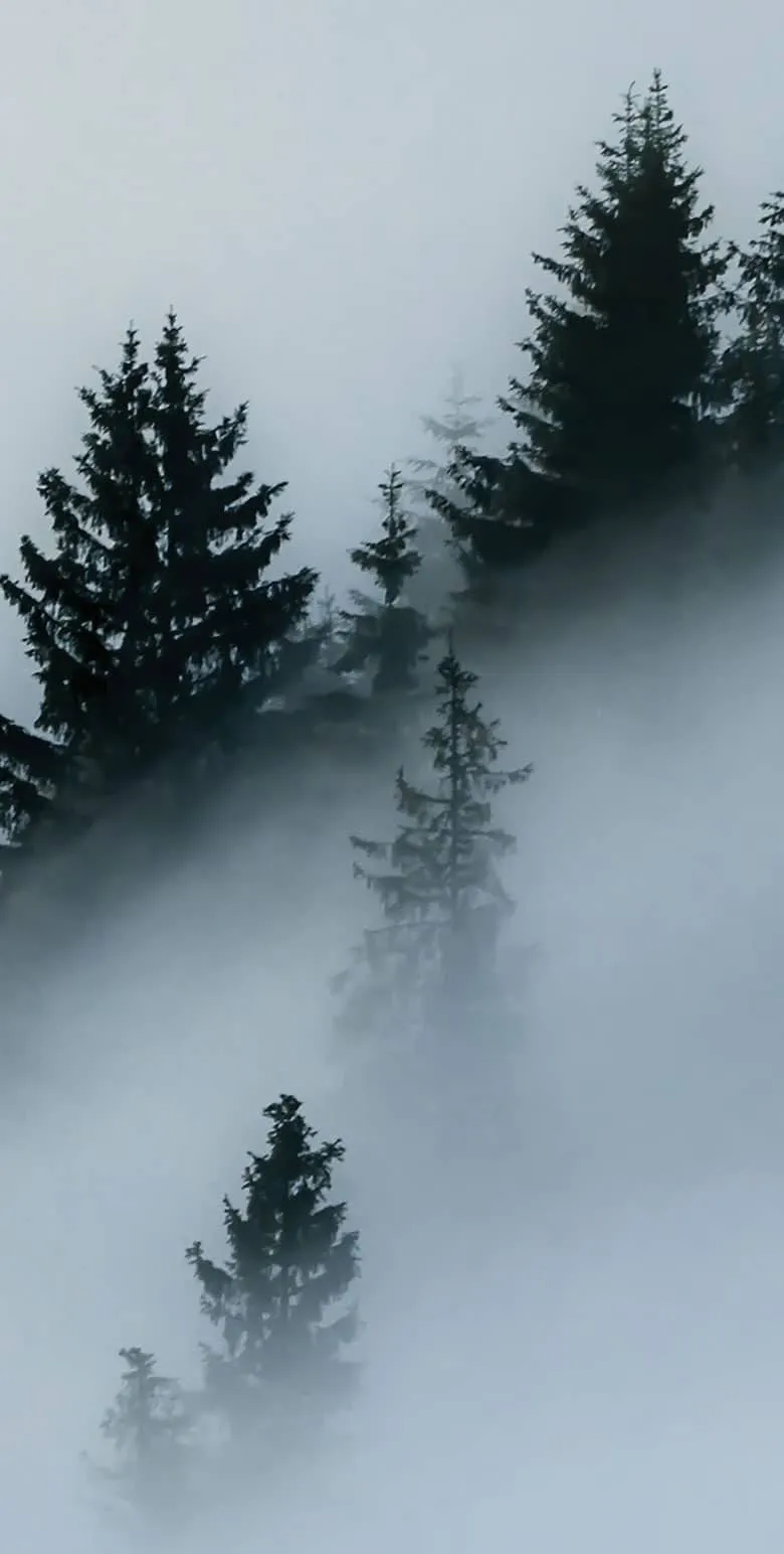 Blue & White Misty Forest Wall Mural