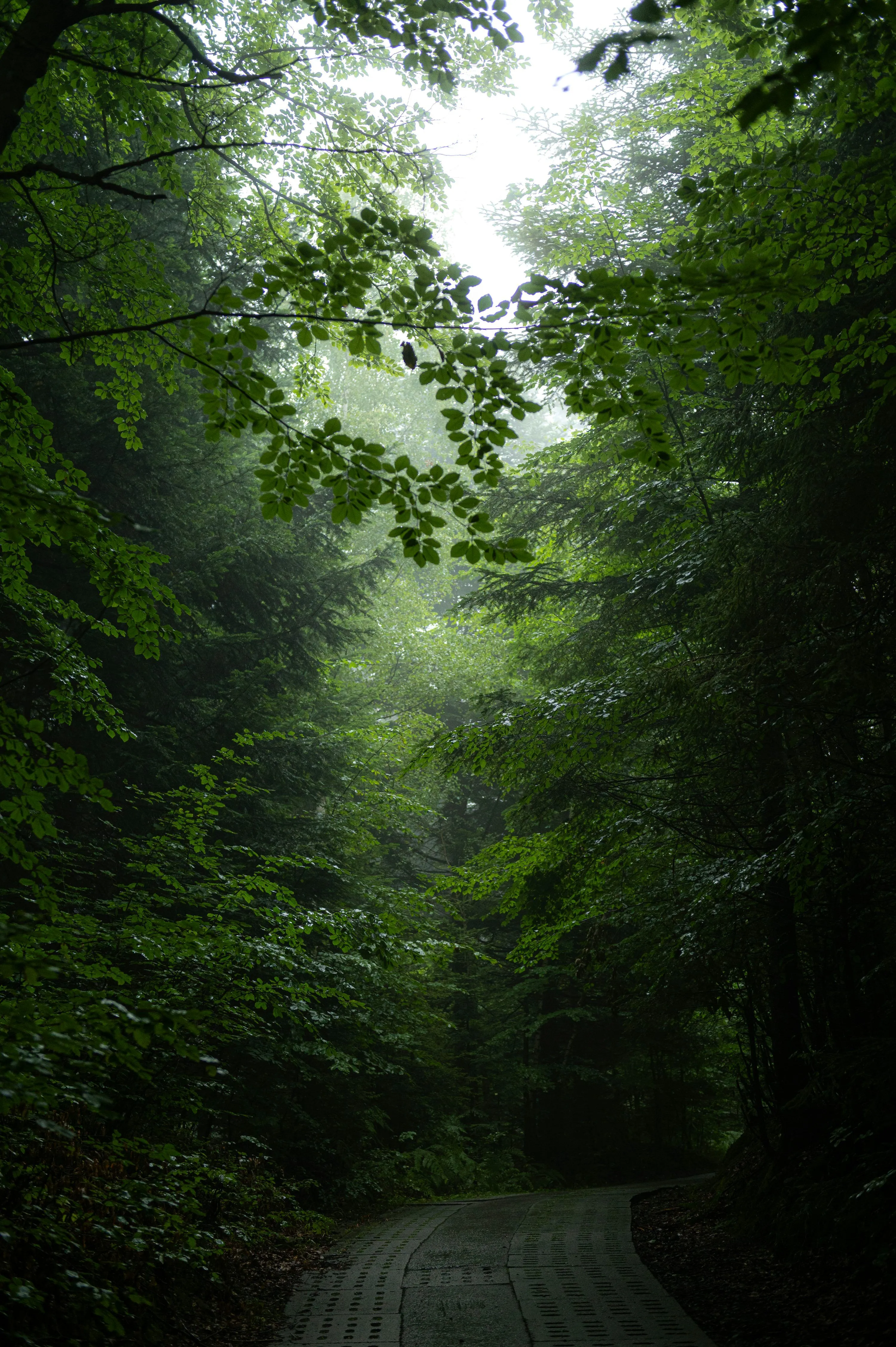 A misty forest road winding through lush green trees. photo