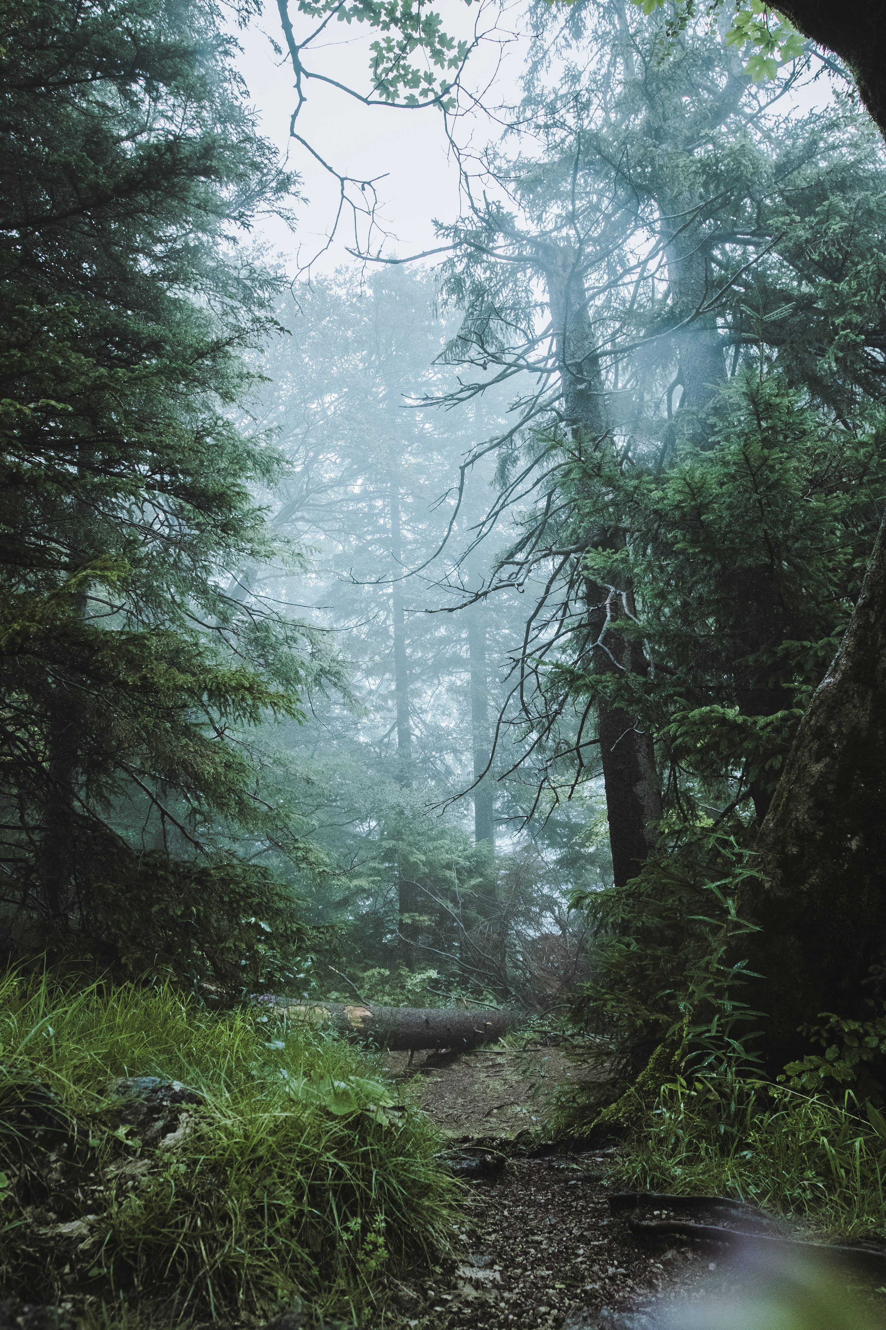 A path through a dense forest on a foggy day photo