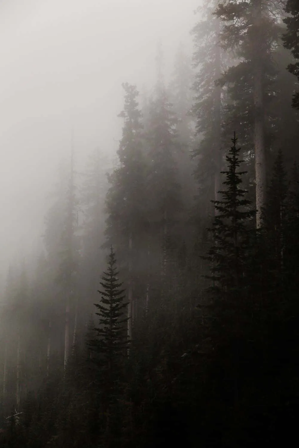 Download A Foggy Forest With Trees In The Background Wallpaper