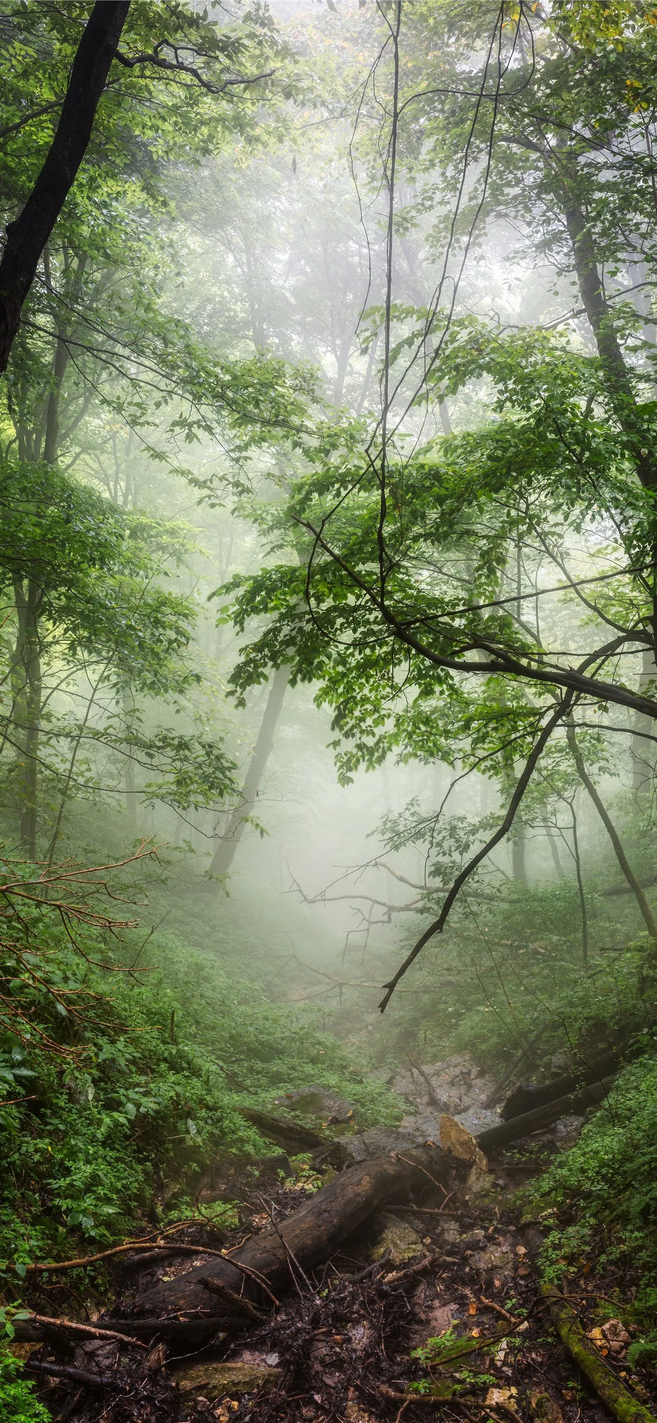 forest covered in fog iPhone Wallpaper Free Download