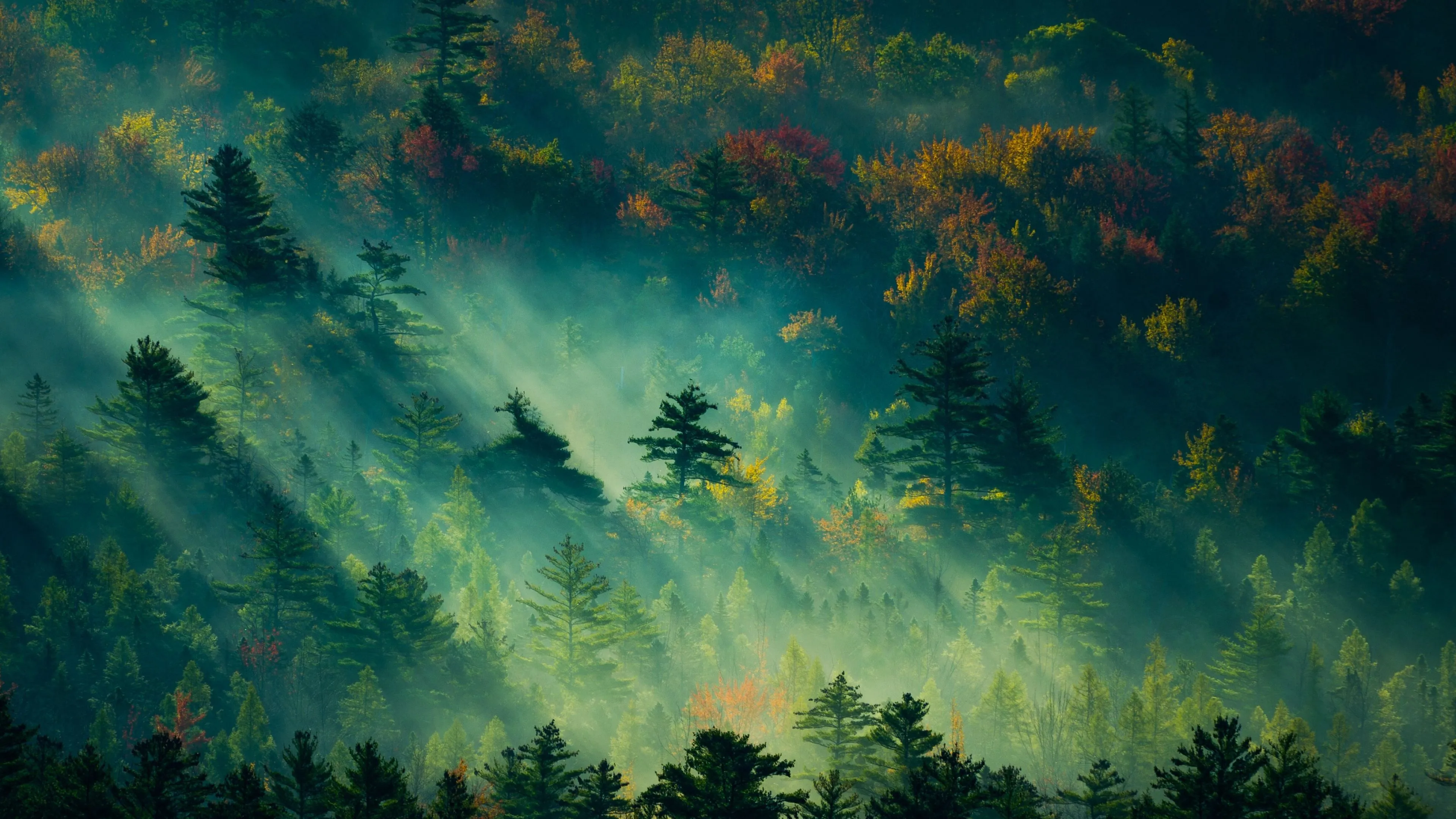 Go Green Wallpaper
