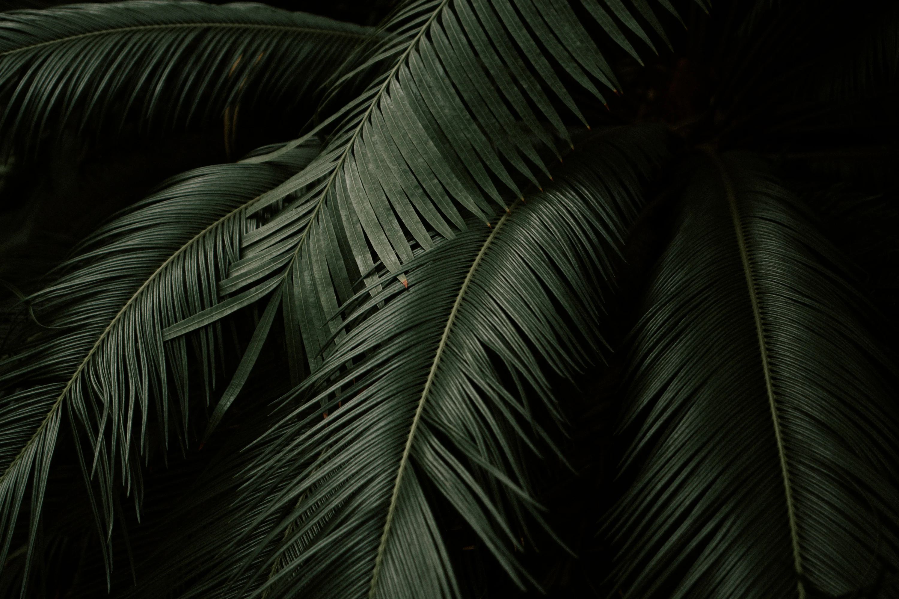 Leaves Wallpaper 4K & HD Downloads