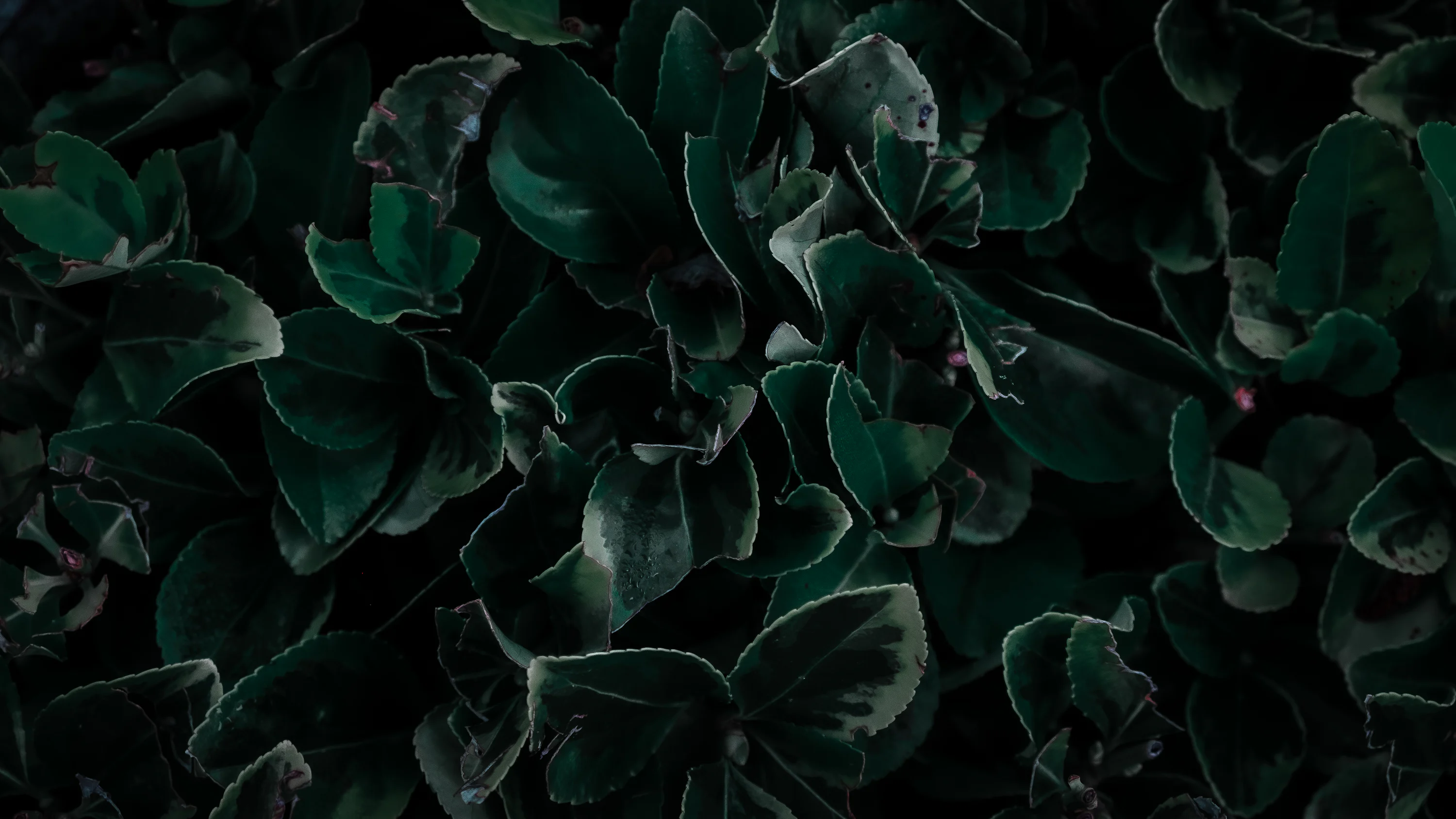 Dark Green Aesthetic Picture. Download Free Image