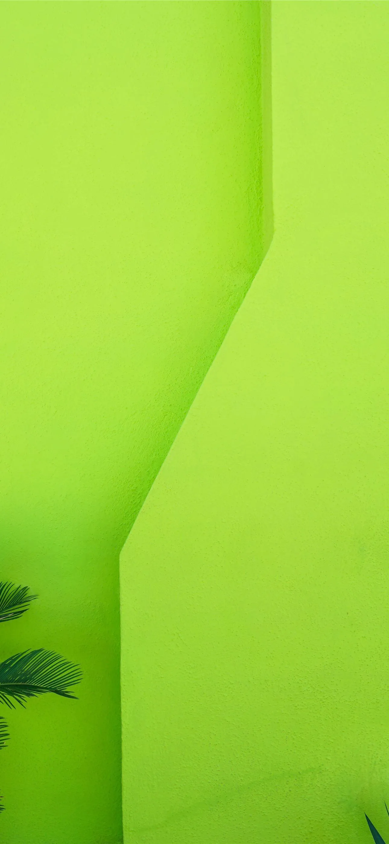 green palm tree beside green wall iPhone Wallpaper Free Download