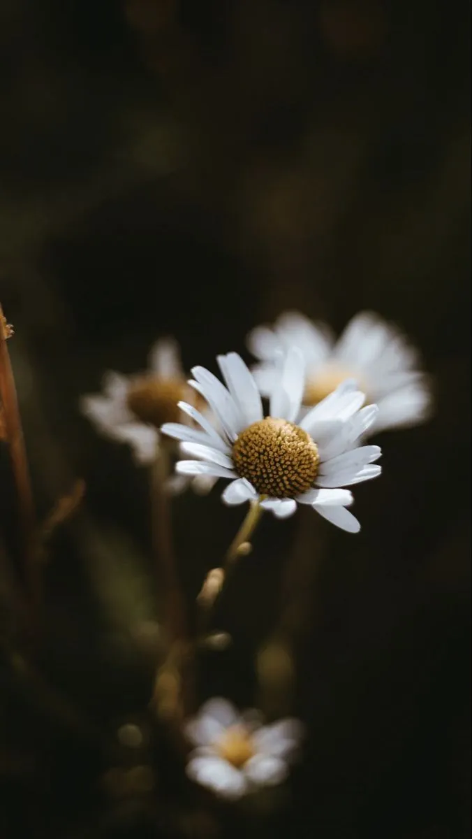 Dark Flower Aesthetic Wallpaper. Free Download Darlin'