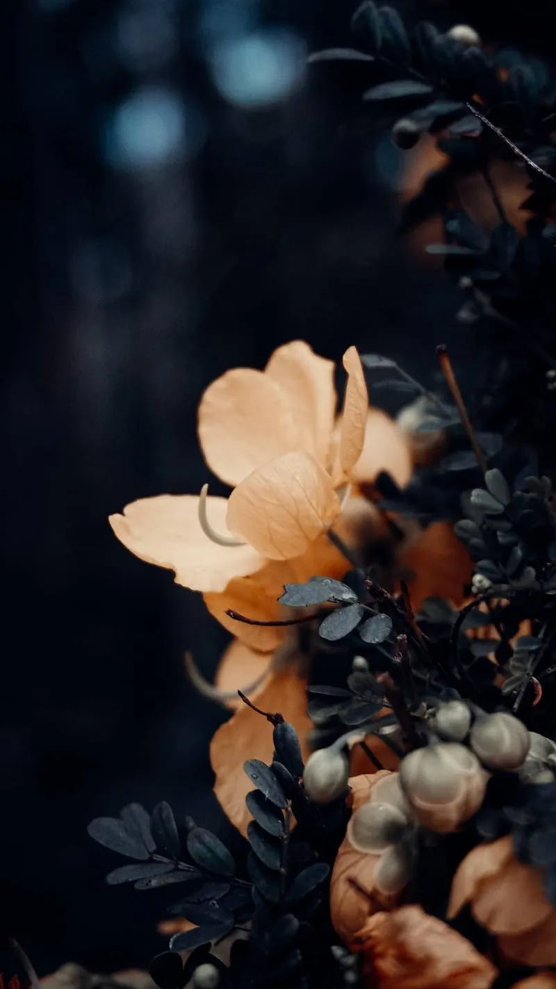 Moody flowers, abstract, black, dark, flower, flowers, leaves, moody, nature, HD phone wallpaper