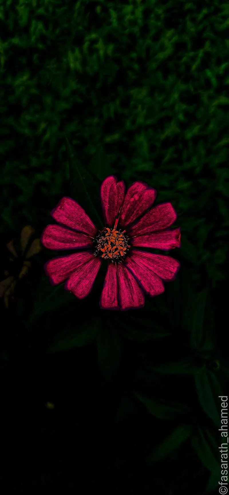 Flower, abstract, dark, flowers, girl, pink, HD phone wallpaper