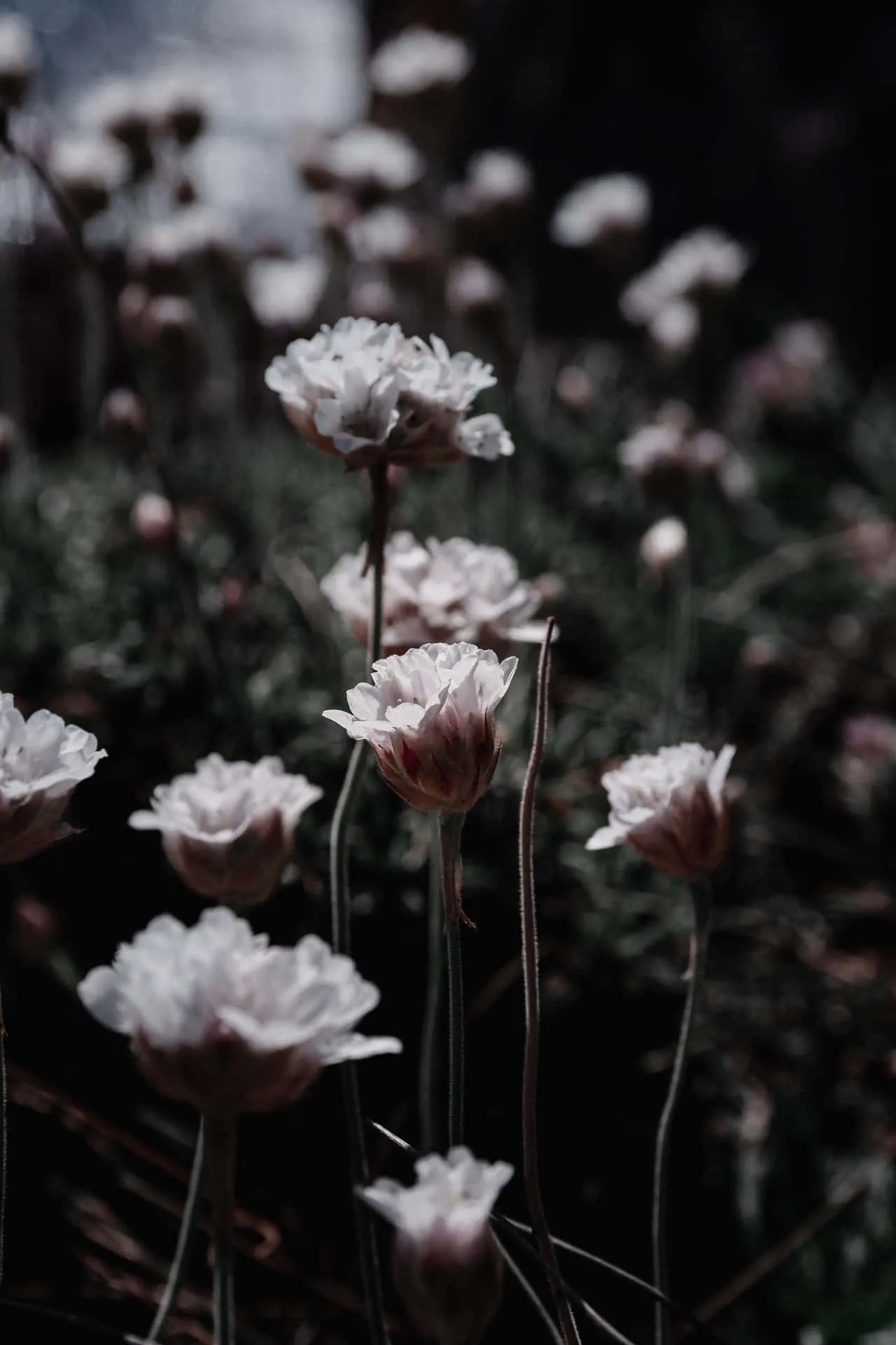 Download Aesthetic White Flowers In Dark Wallpaper
