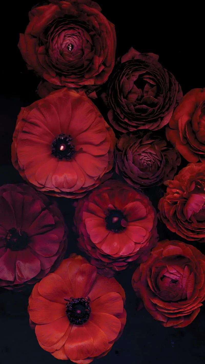 Red flowers, dark, flower, nature, HD phone wallpaper