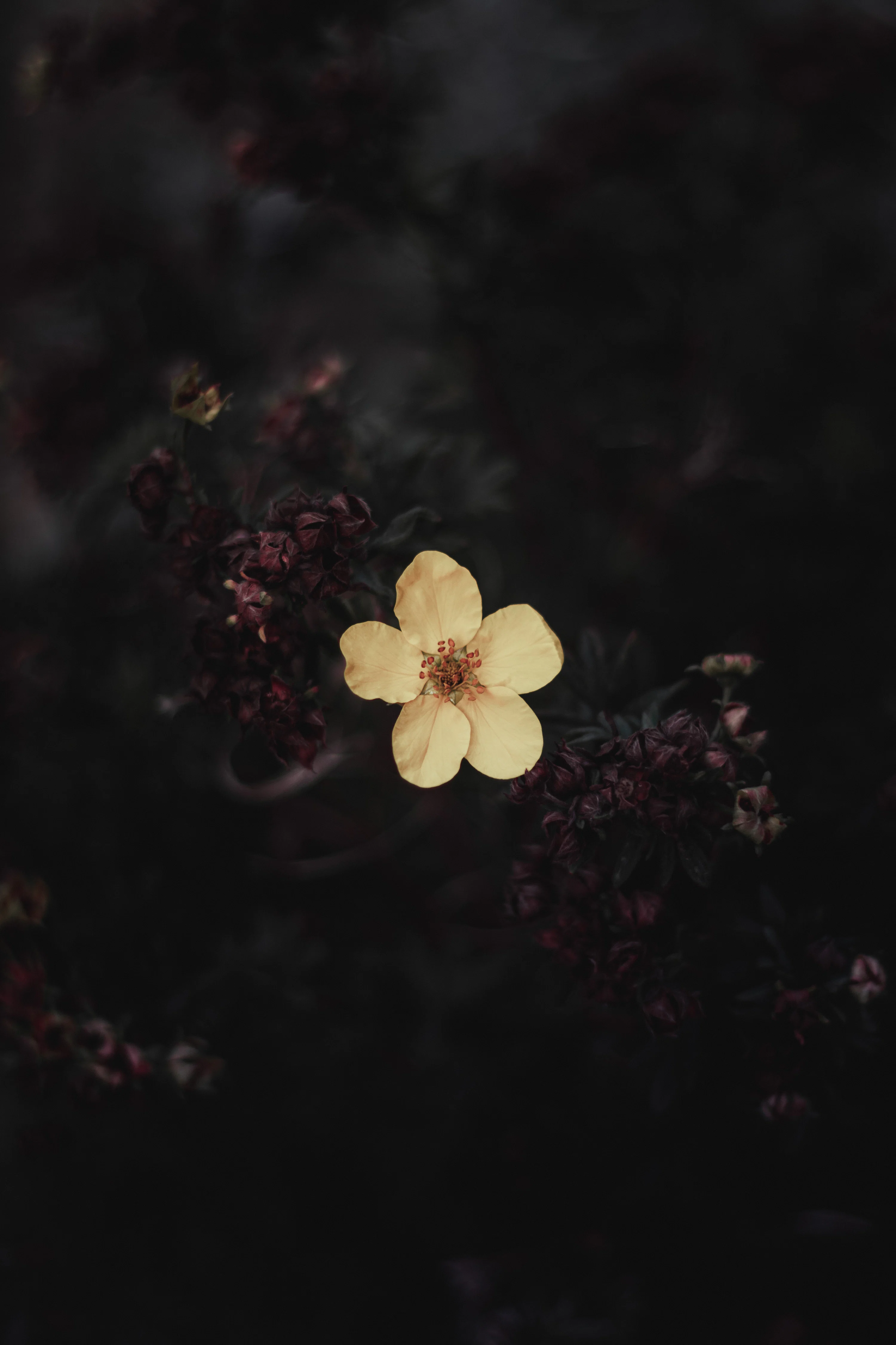 A single yellow flower on a dark background photo