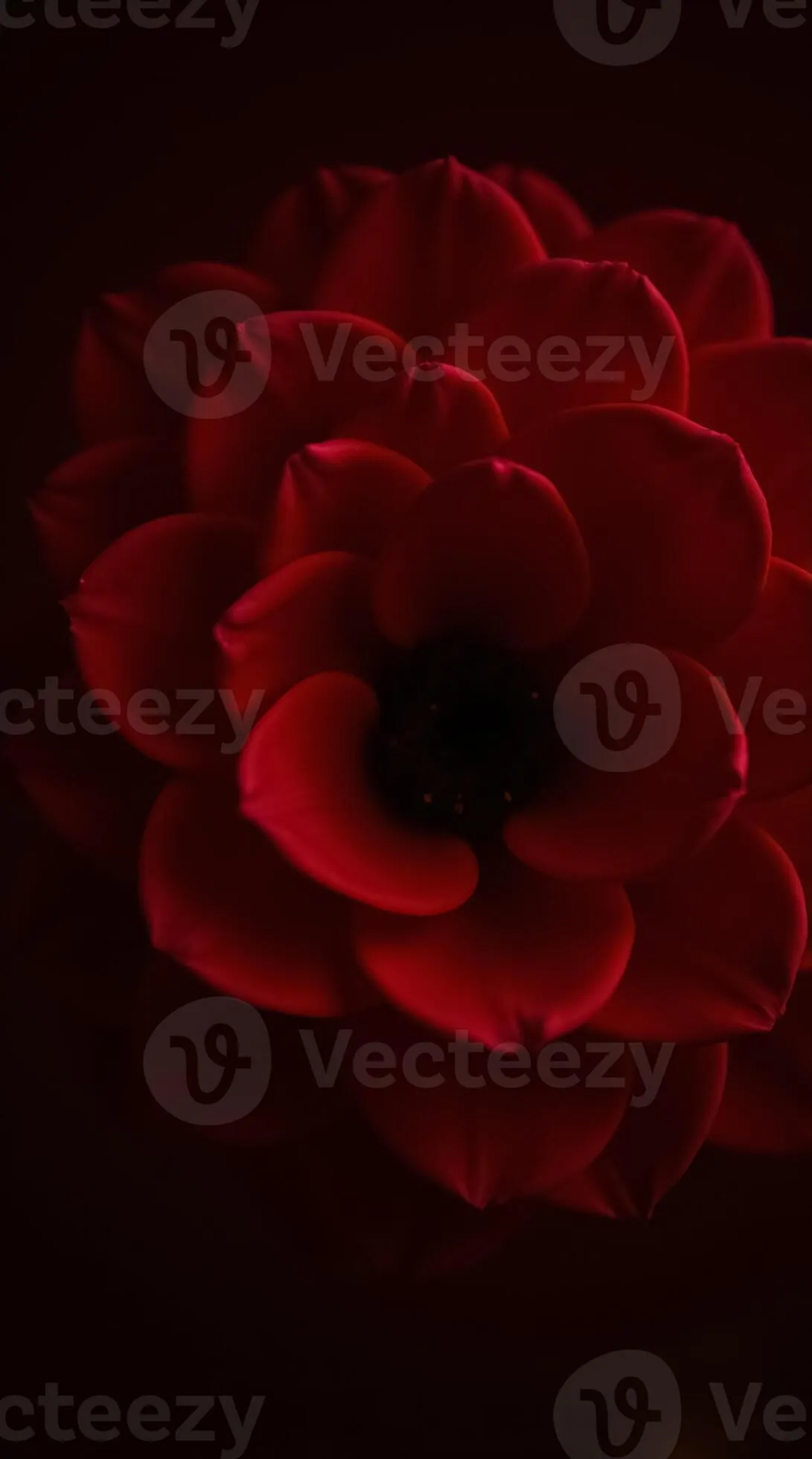 Stunning Dark Red Flower Phone Wallpaper with Vibrant Textures and Elegance
