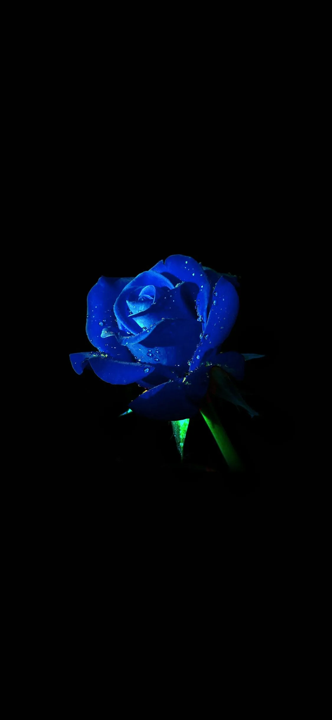 iPhone X wallpaper. blue rose dark flower nature